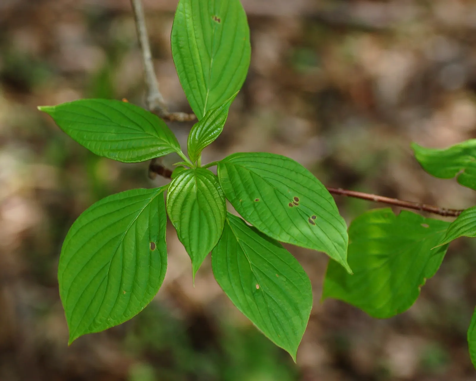 Pagoda Dogwood (Cornus Alternifolia) — Prefers partial shade and well-drained acidic soil; providing year-round interest.<br><br>When integrating Cornus