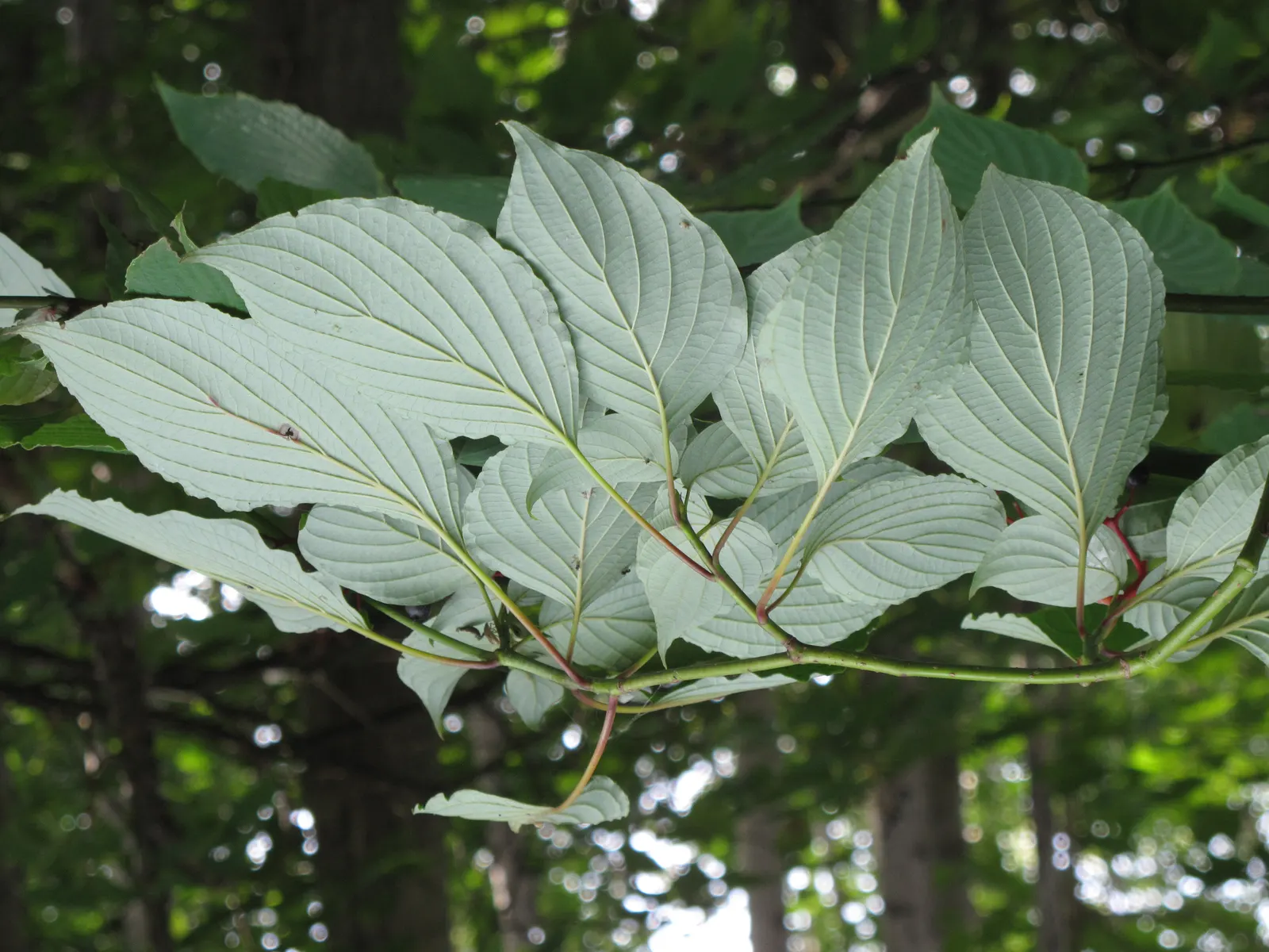 Pagoda Dogwood (Cornus Alternifolia) — manifesting a gracefully rounded; which are a food source for birds and other wildlife