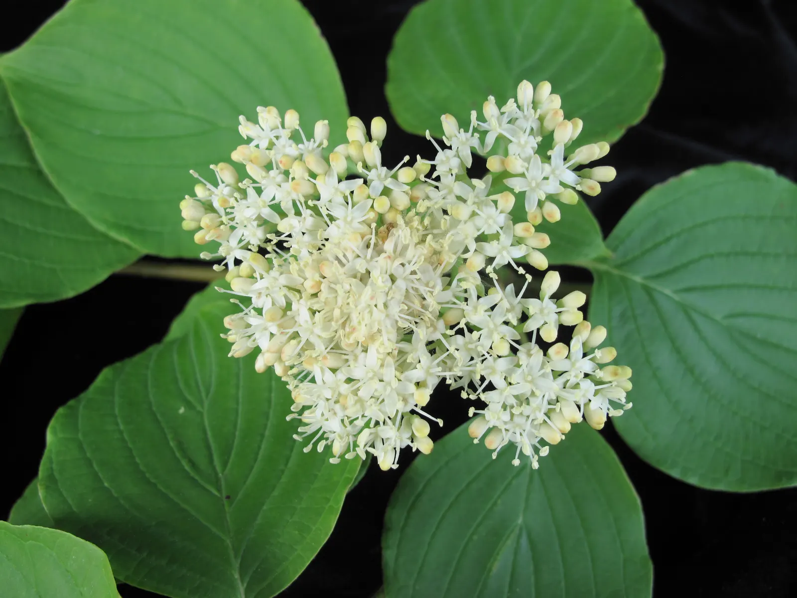 Pagoda Dogwood (Cornus Alternifolia) — manifesting a gracefully rounded