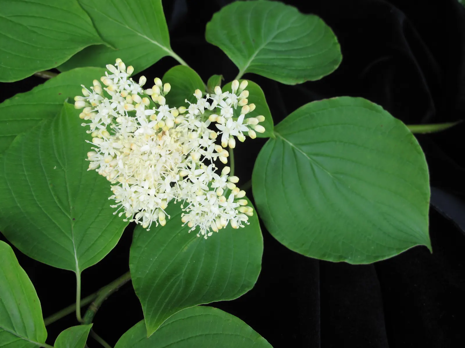 Pagoda Dogwood (Cornus Alternifolia) — Prefers partial shade and well-drained acidic soil; providing year-round interest.<br><br>When integrating, image 47