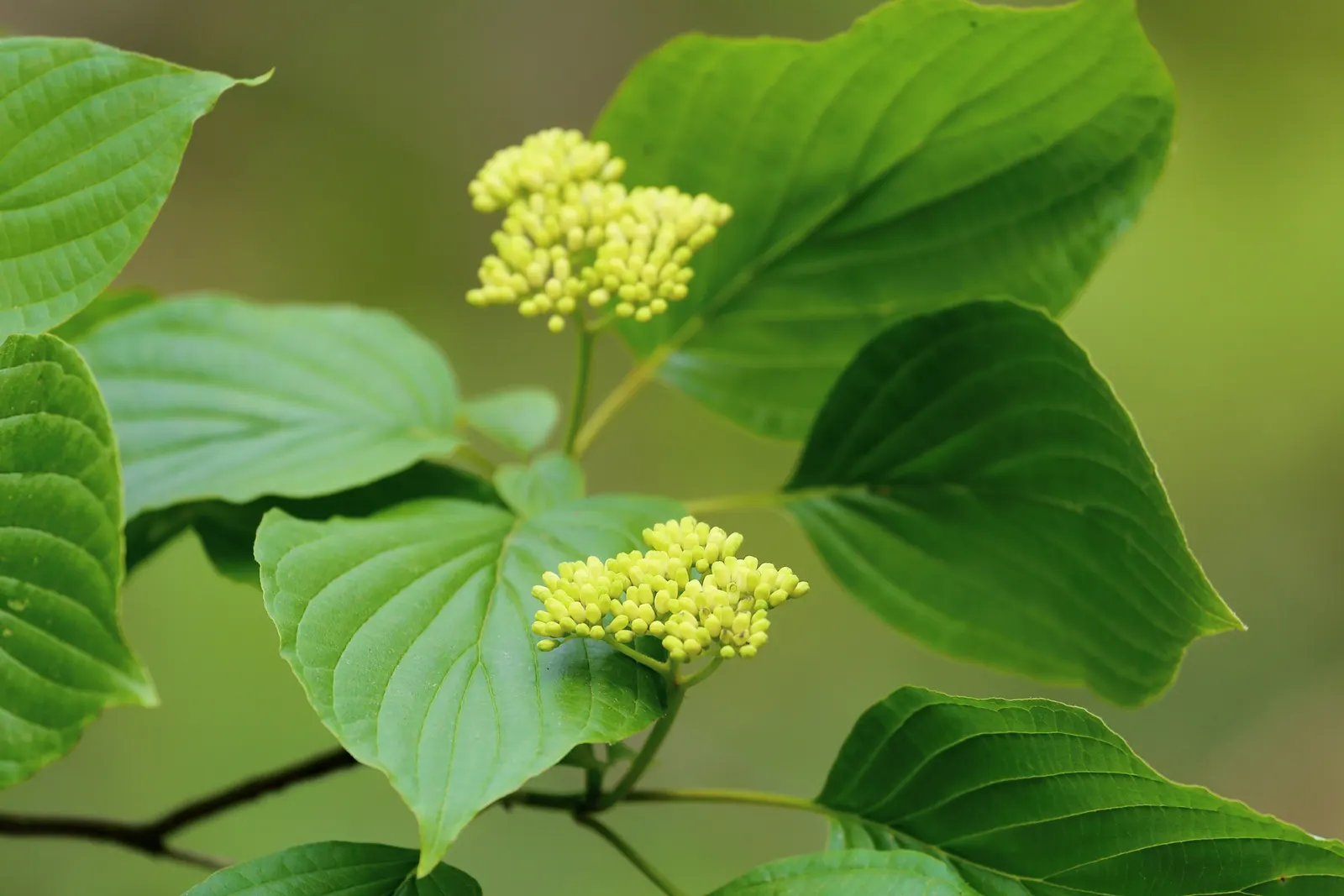 Pagoda Dogwood (Cornus Alternifolia) — its elegant structure and seasonal transitions make it an ideal focal point or a naturalistic border plant, image 63