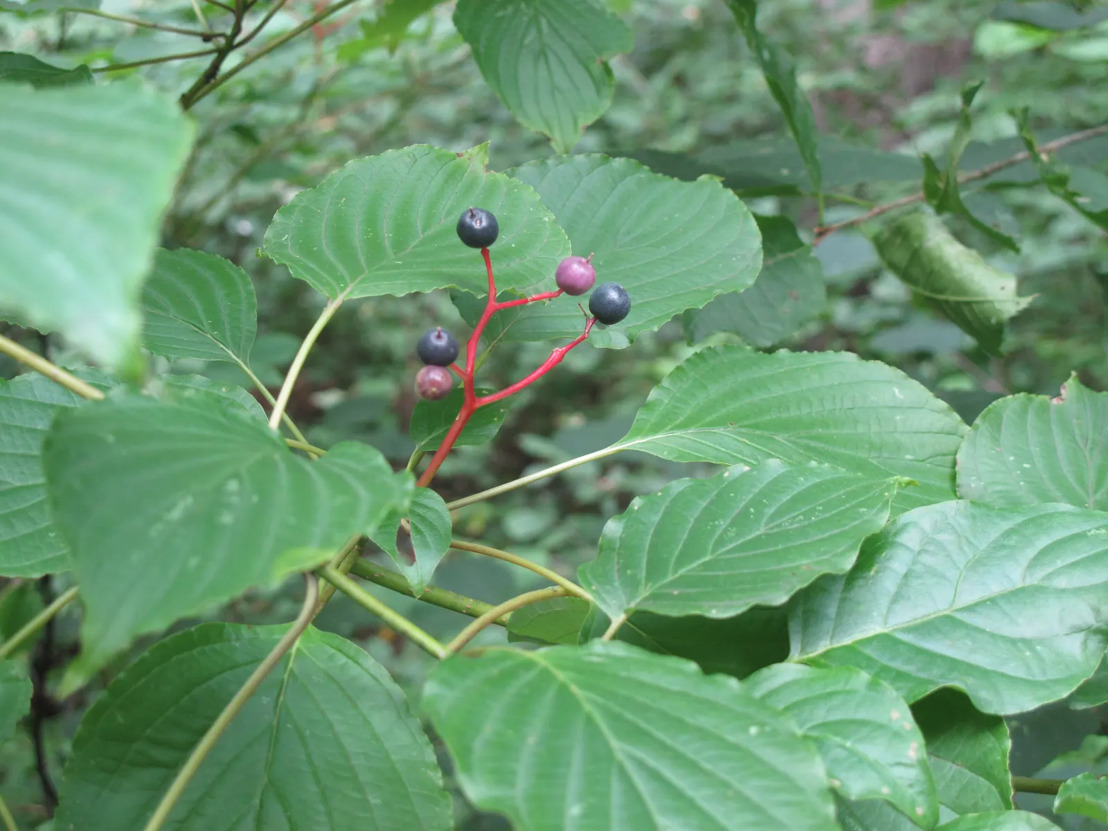 Pagoda Dogwood (Cornus Alternifolia) — These blossoms give way to bluish-black berries in late summer