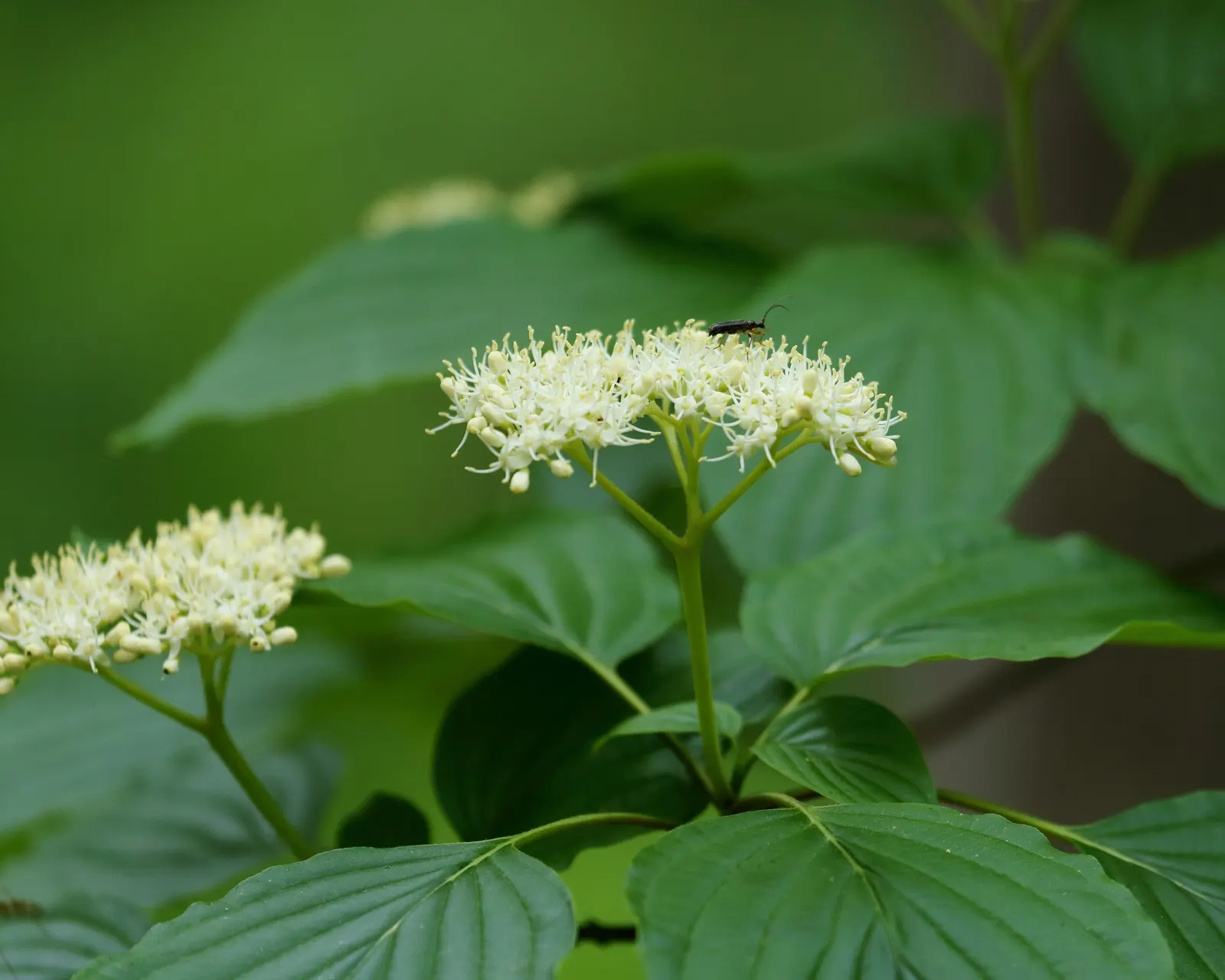 Pagoda Dogwood (Cornus Alternifolia) — shrub / tree for full or half