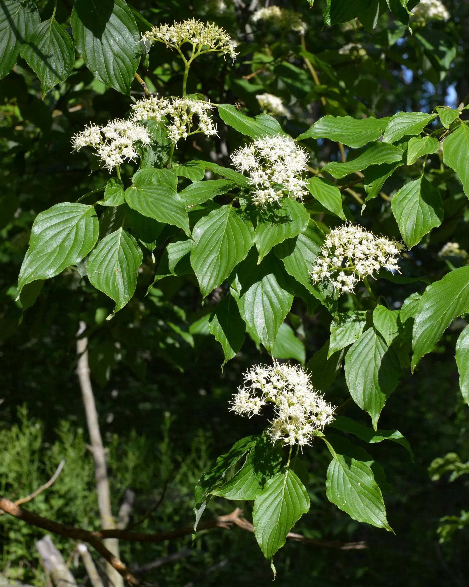 Pagoda Dogwood (Cornus Alternifolia) — renowned for its distinctive horizontal branching pattern that gives rise to its common name; it offers fragrant white