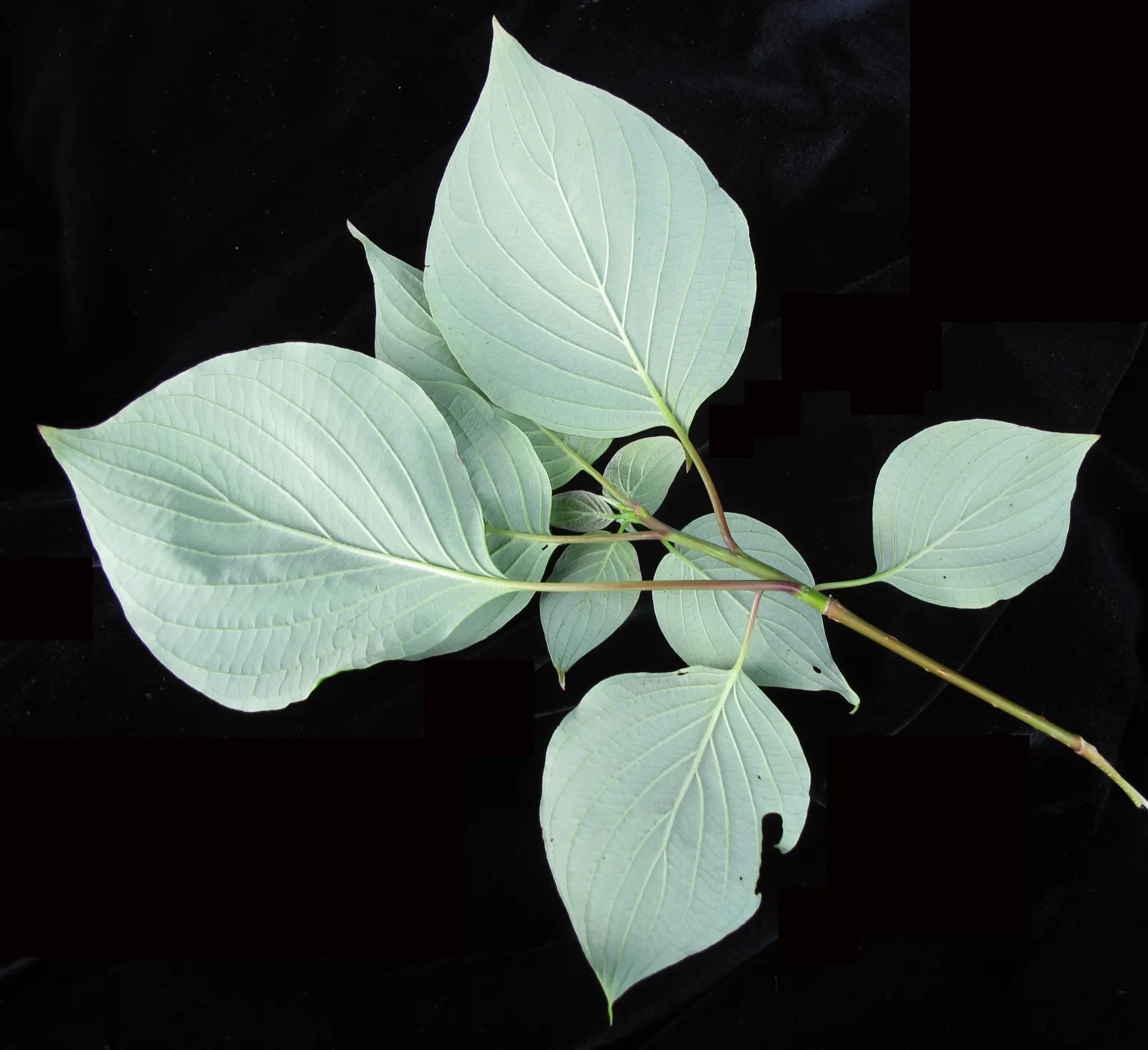Pagoda Dogwood (Cornus Alternifolia) — scientifically named Cornus alternifolia; with its best performance in well-drained, image 49