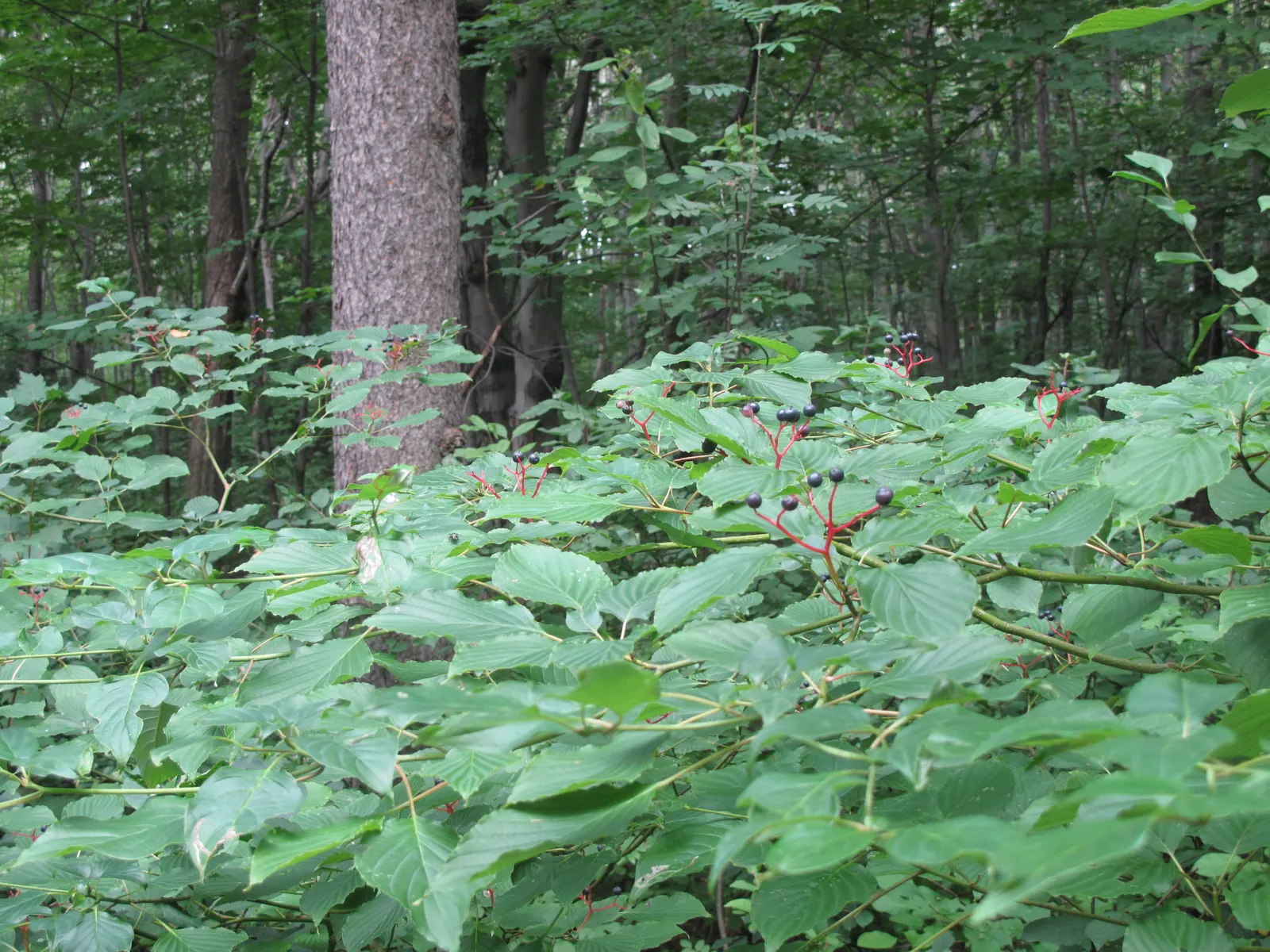 Pagoda Dogwood (Cornus Alternifolia) — which are a food source for birds and other wildlife; shrub / tree with white and yellow blooms, image 60
