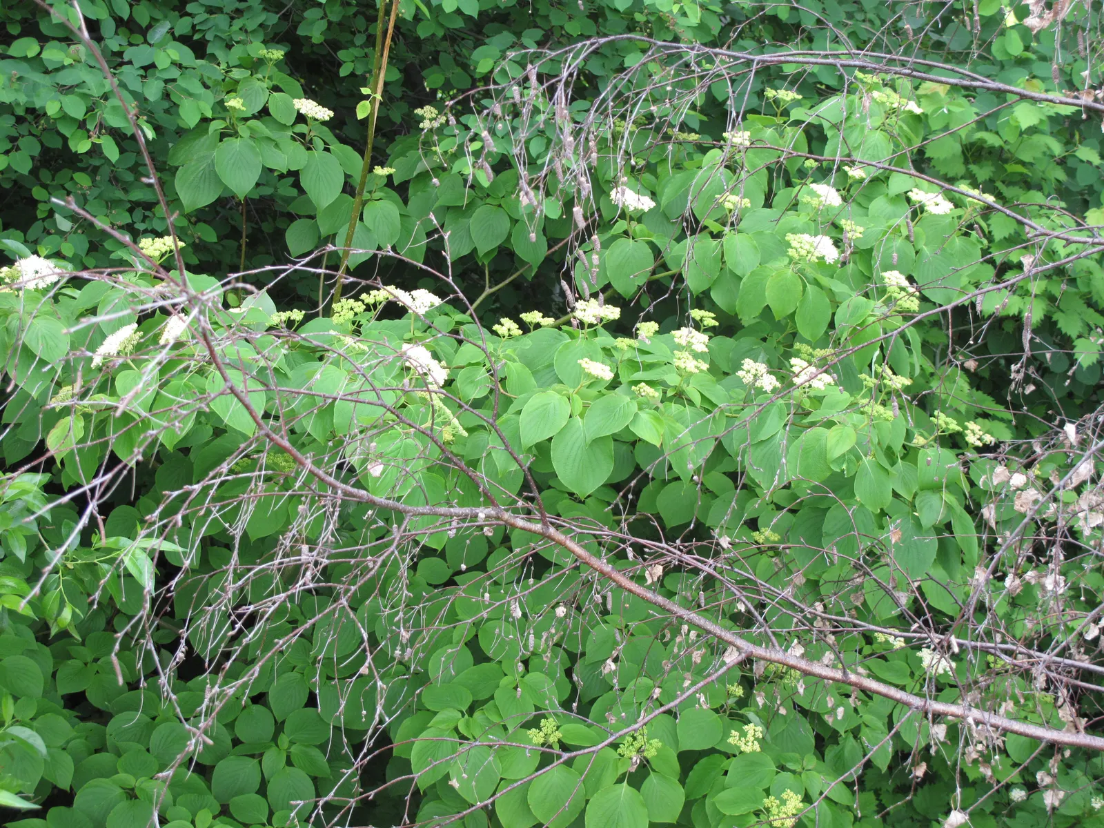 Pagoda Dogwood (Cornus Alternifolia) — Its foliage makes a statement with bright green leaves that transform to reddish-purple hues in fall