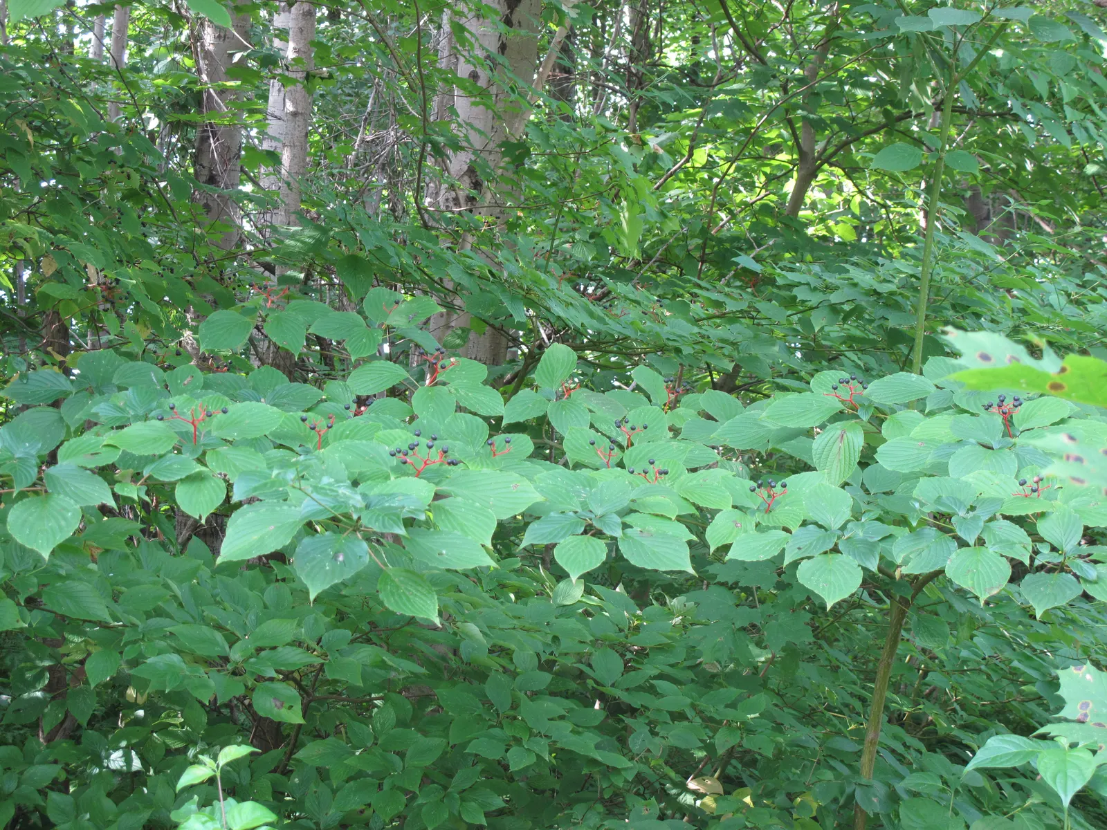 Pagoda Dogwood (Cornus Alternifolia) — suggestive of the tiers of a pagoda; manifesting a gracefully rounded