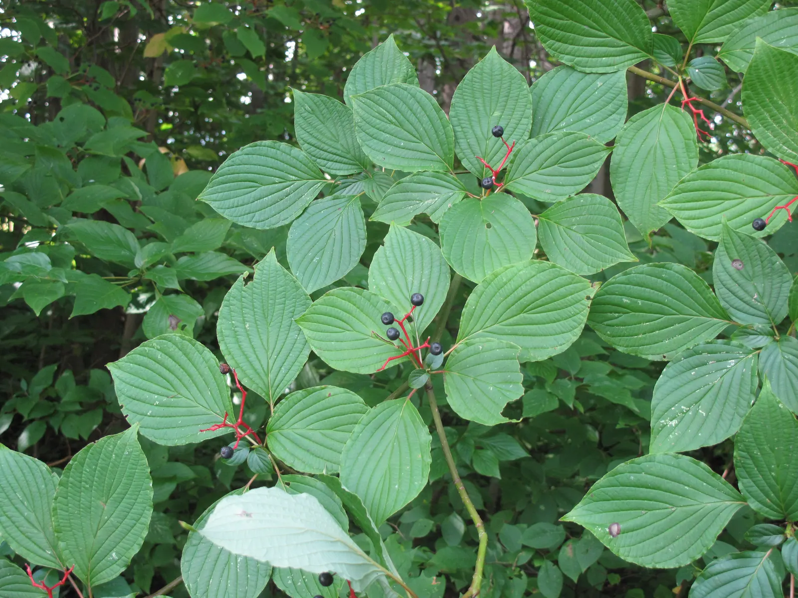 Pagoda Dogwood (Cornus Alternifolia) — This deciduous shrub/small tree matures to 15-25 feet high with a 20-32 foot spread; hardy in USDA zones, image 45