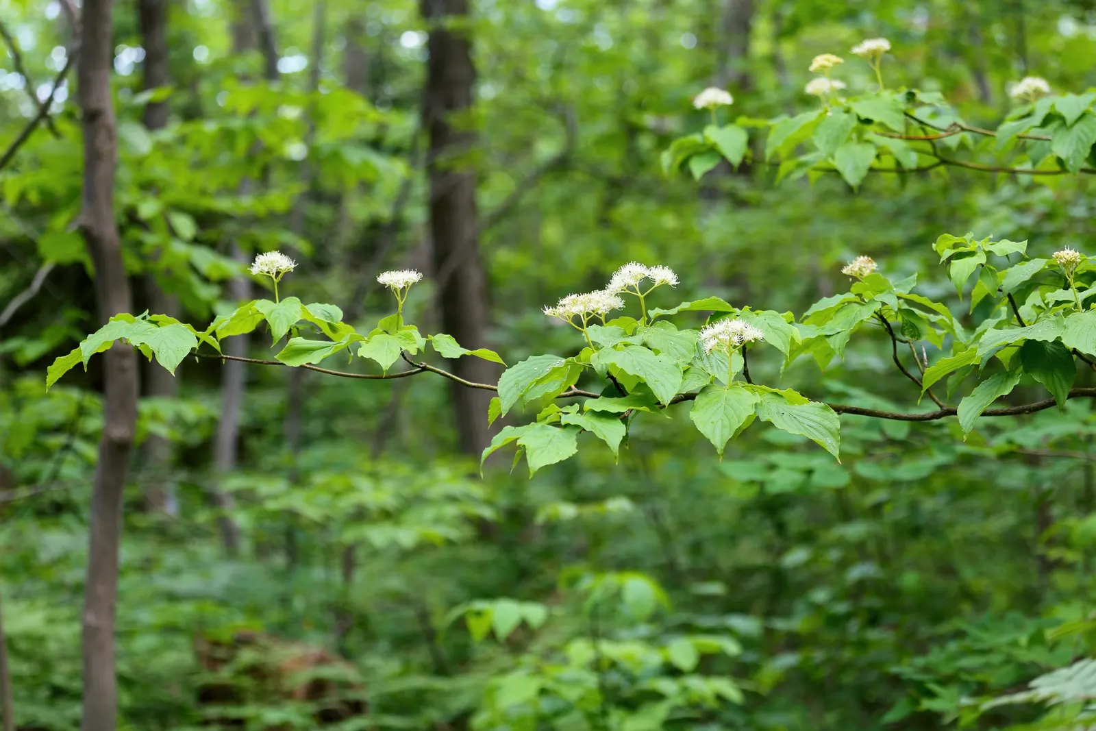 Pagoda Dogwood (Cornus Alternifolia) — Prefers partial shade and well-drained acidic soil