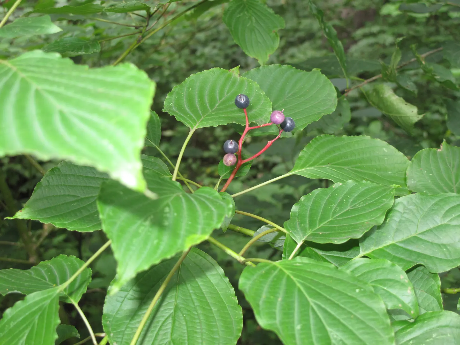 Pagoda Dogwood (Cornus Alternifolia) — Hardy in USDA zones 3-7, it adds a unique structure to woodland gardens or mixed borders; prefers partial shade and