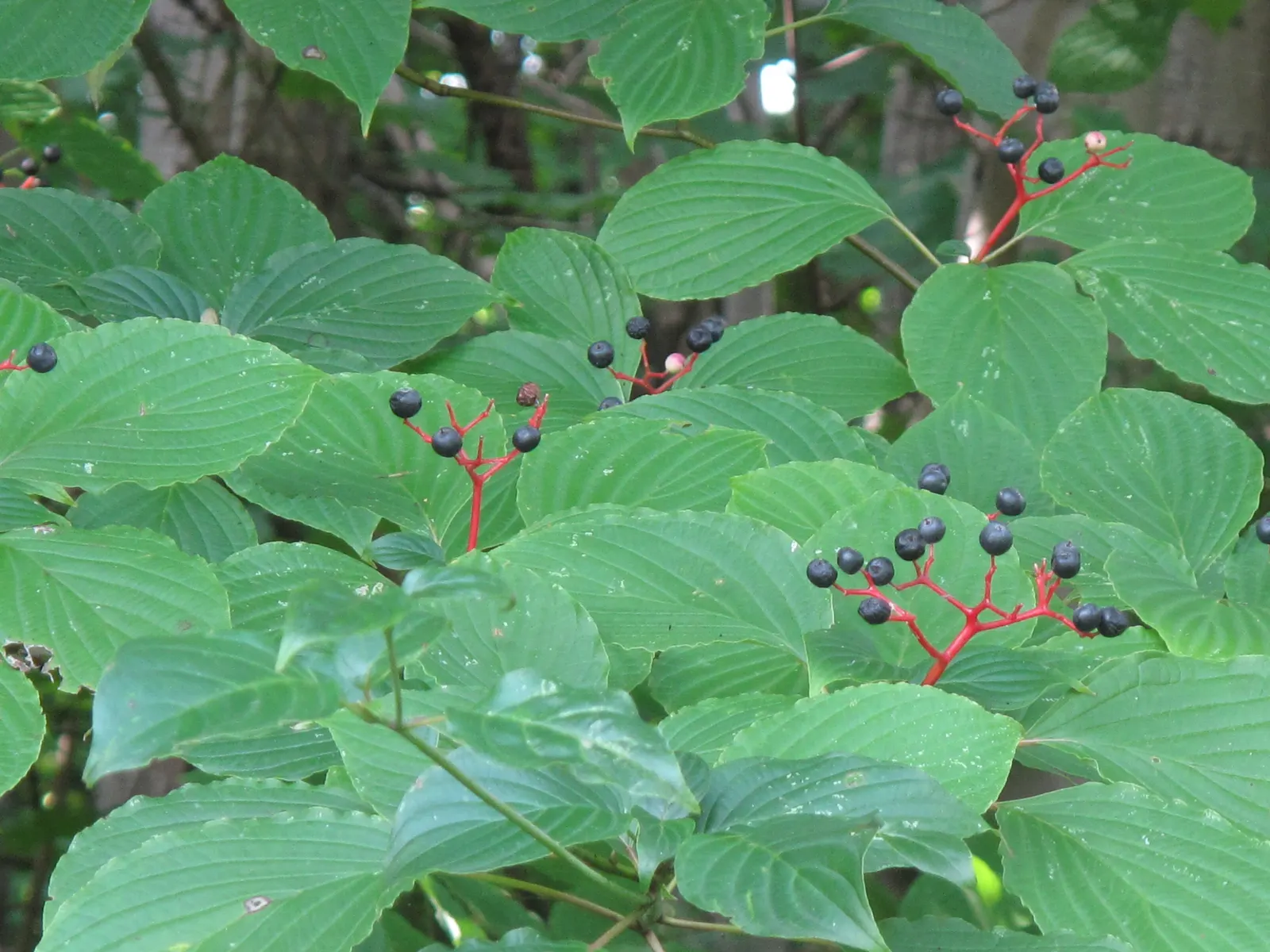 Pagoda Dogwood (Cornus Alternifolia) — Its foliage makes a statement with bright green leaves that transform to reddish-purple hues in fall; is a, image 61