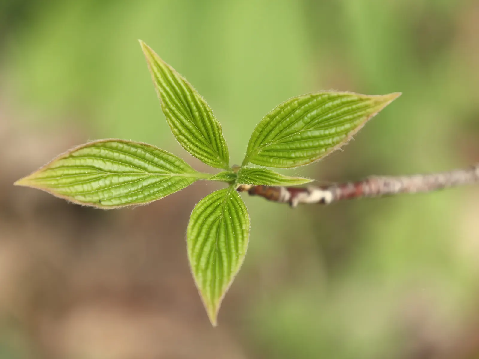 Pagoda Dogwood (Cornus Alternifolia) — with its best performance in well-drained; this deciduous shrub/small tree matures to 15-25 feet high with a, image 54