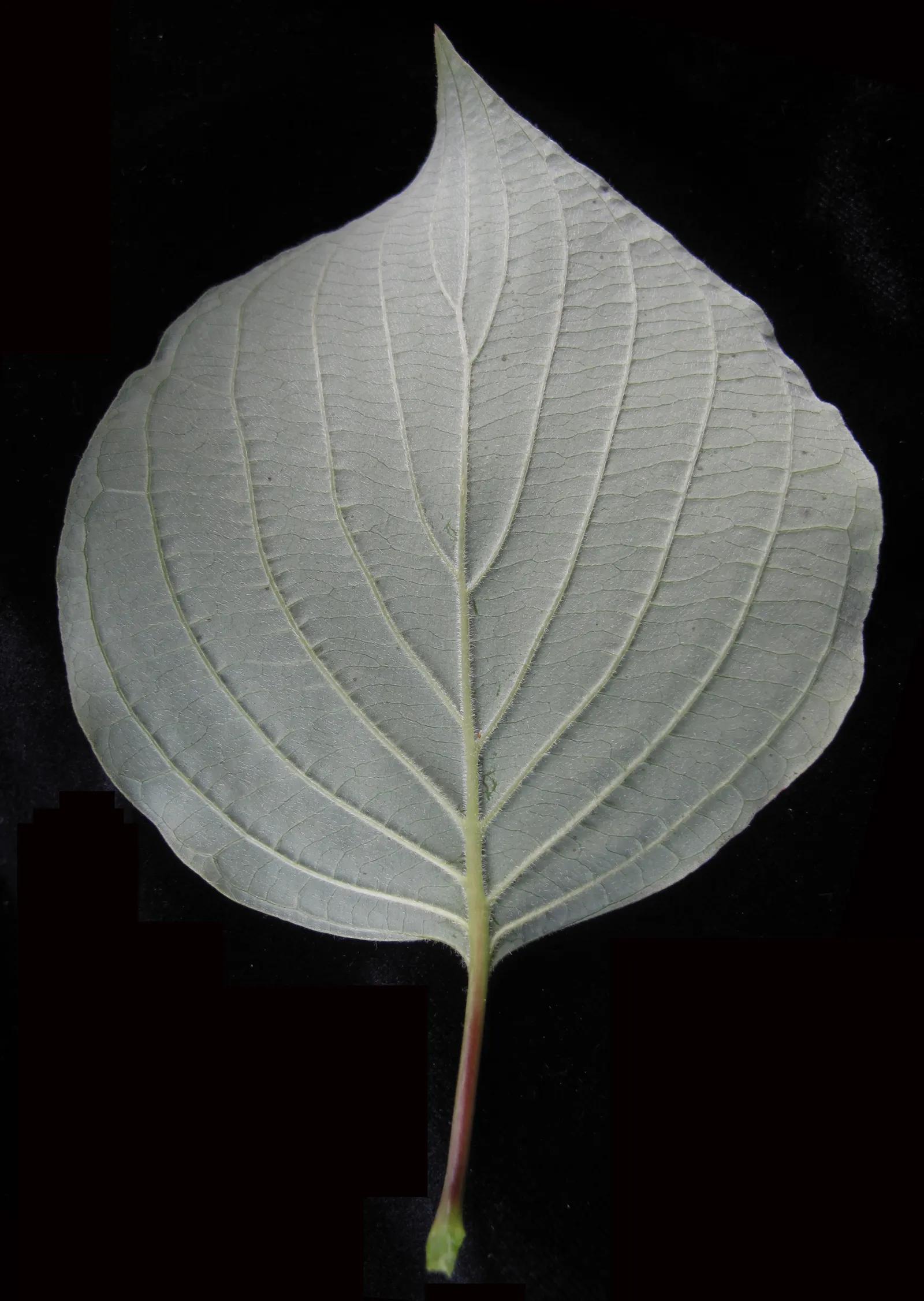 Pagoda Dogwood (Cornus Alternifolia) — manifesting a gracefully rounded; which are a food source for birds and other wildlife, image 53