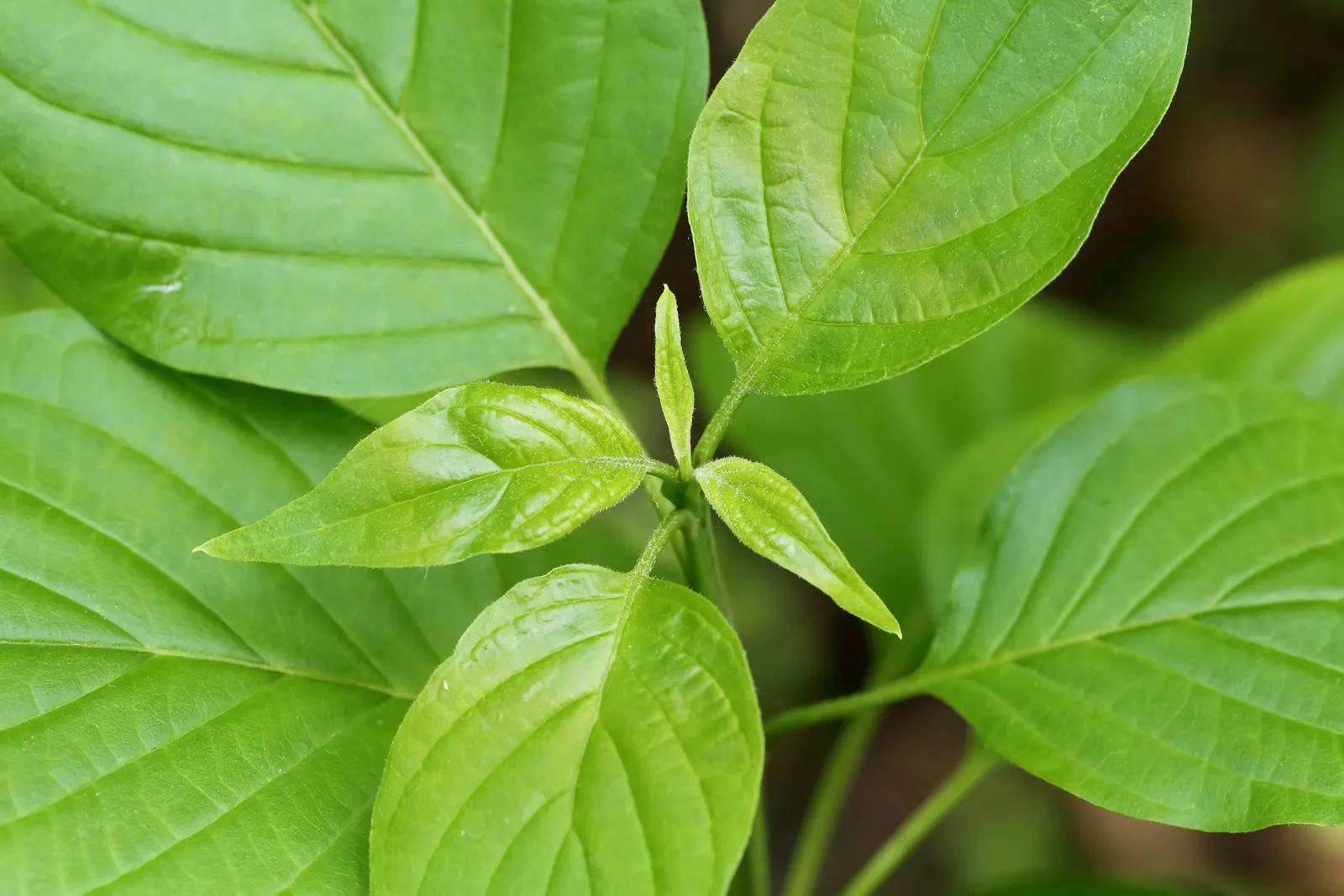 Pagoda Dogwood (Cornus Alternifolia) — scientifically named Cornus alternifolia; with its best performance in well-drained, image 71