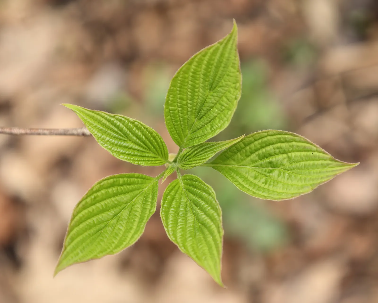 Pagoda Dogwood (Cornus Alternifolia) — scientifically named Cornus alternifolia