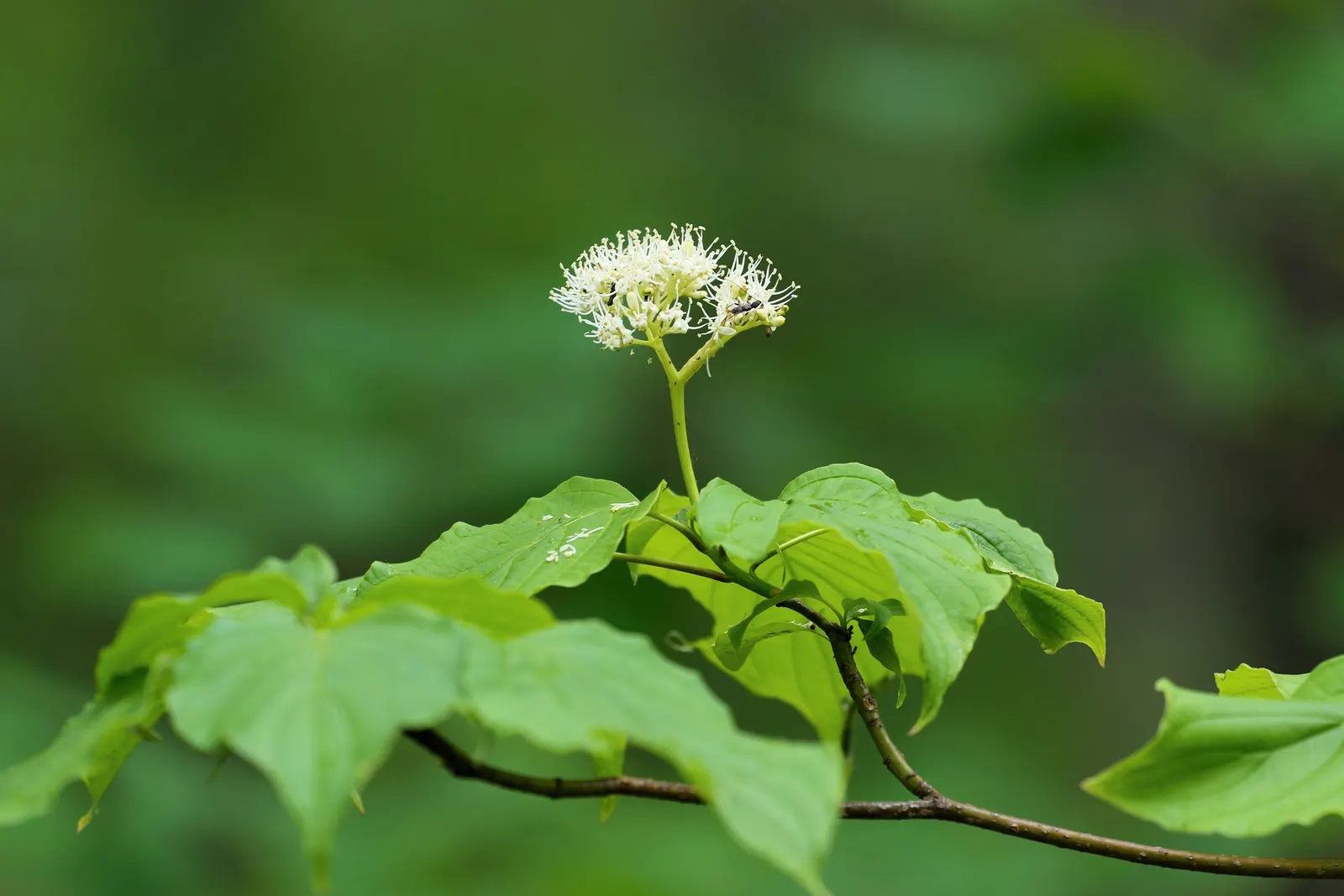 Pagoda Dogwood (Cornus Alternifolia) — Its foliage makes a statement with bright green leaves that transform to reddish-purple hues in fall; is a striking