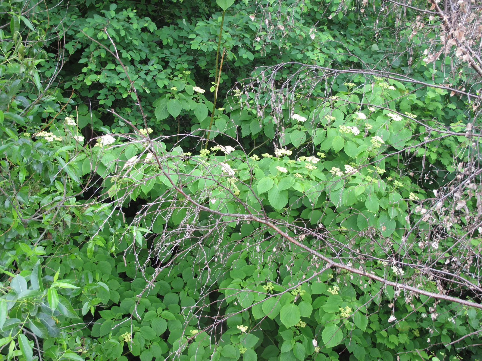 Pagoda Dogwood (Cornus Alternifolia) — which can span up to 3 inches across