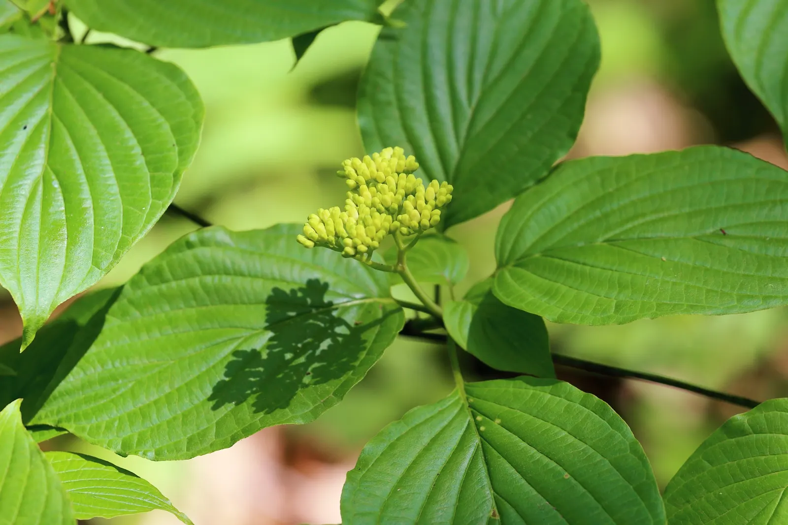 Pagoda Dogwood (Cornus Alternifolia) — shrub / tree with white and yellow blooms; the tree is adorned with fragrant, image 65