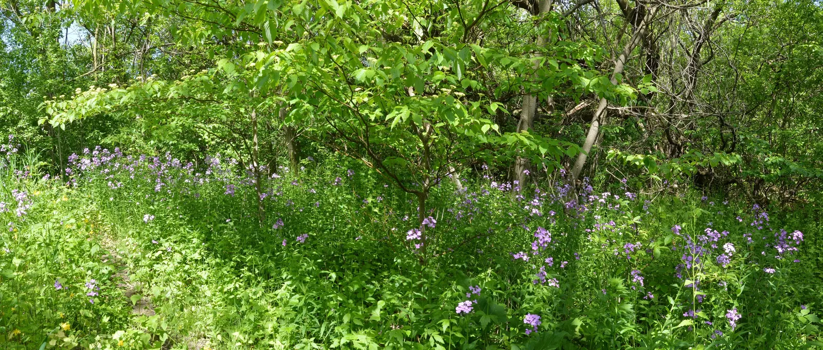 Pagoda Dogwood (Cornus Alternifolia) — is a striking deciduous shrub or small tree; its foliage makes a statement with bright green leaves that, image 50