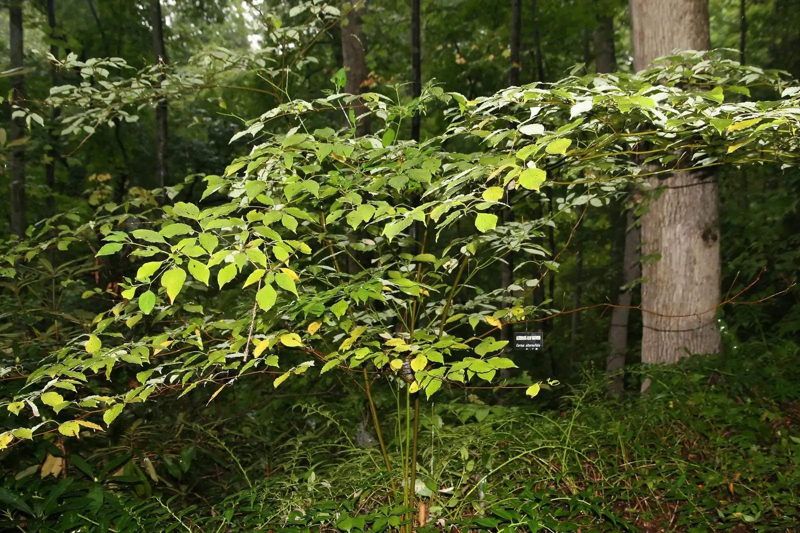 Pagoda Dogwood (Cornus Alternifolia) — scientifically named Cornus alternifolia; with its best performance in well-drained