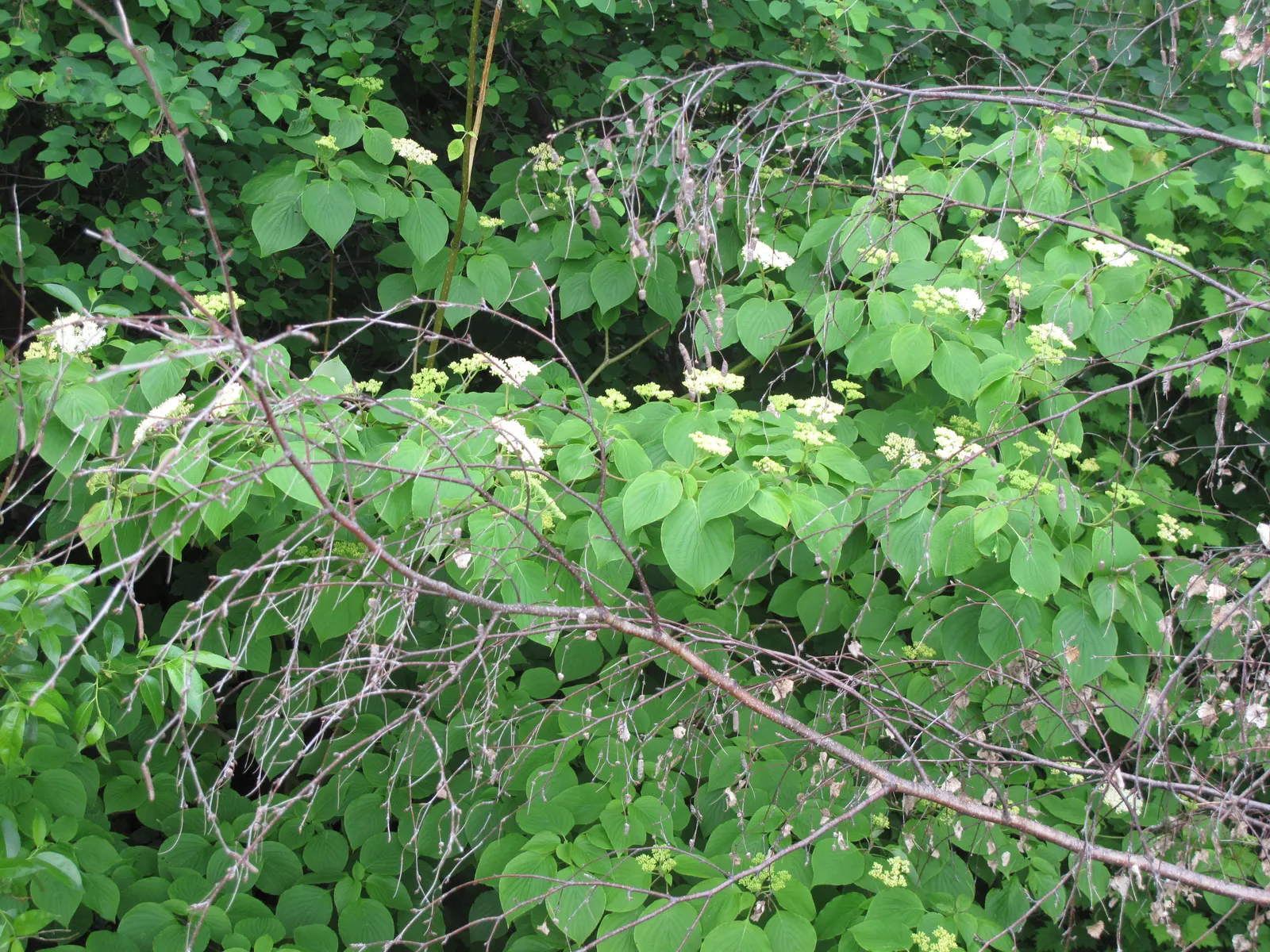 Pagoda Dogwood (Cornus Alternifolia) — renowned for its distinctive horizontal branching pattern that gives rise to its common name; it offers, image 51