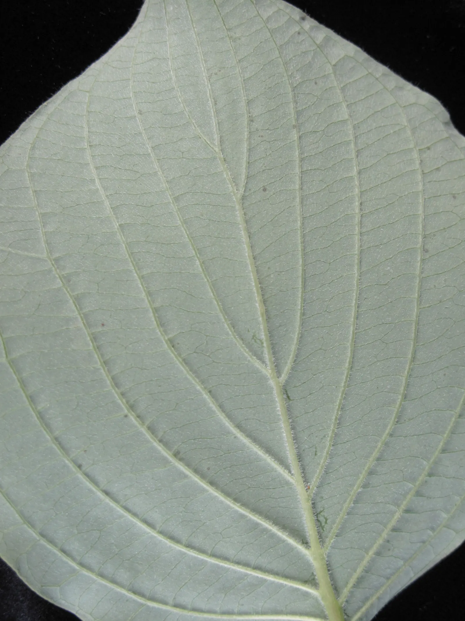 Pagoda Dogwood (Cornus Alternifolia) — providing year-round interest.<br><br>When integrating Cornus alternifolia into a landscape design; small, image 62