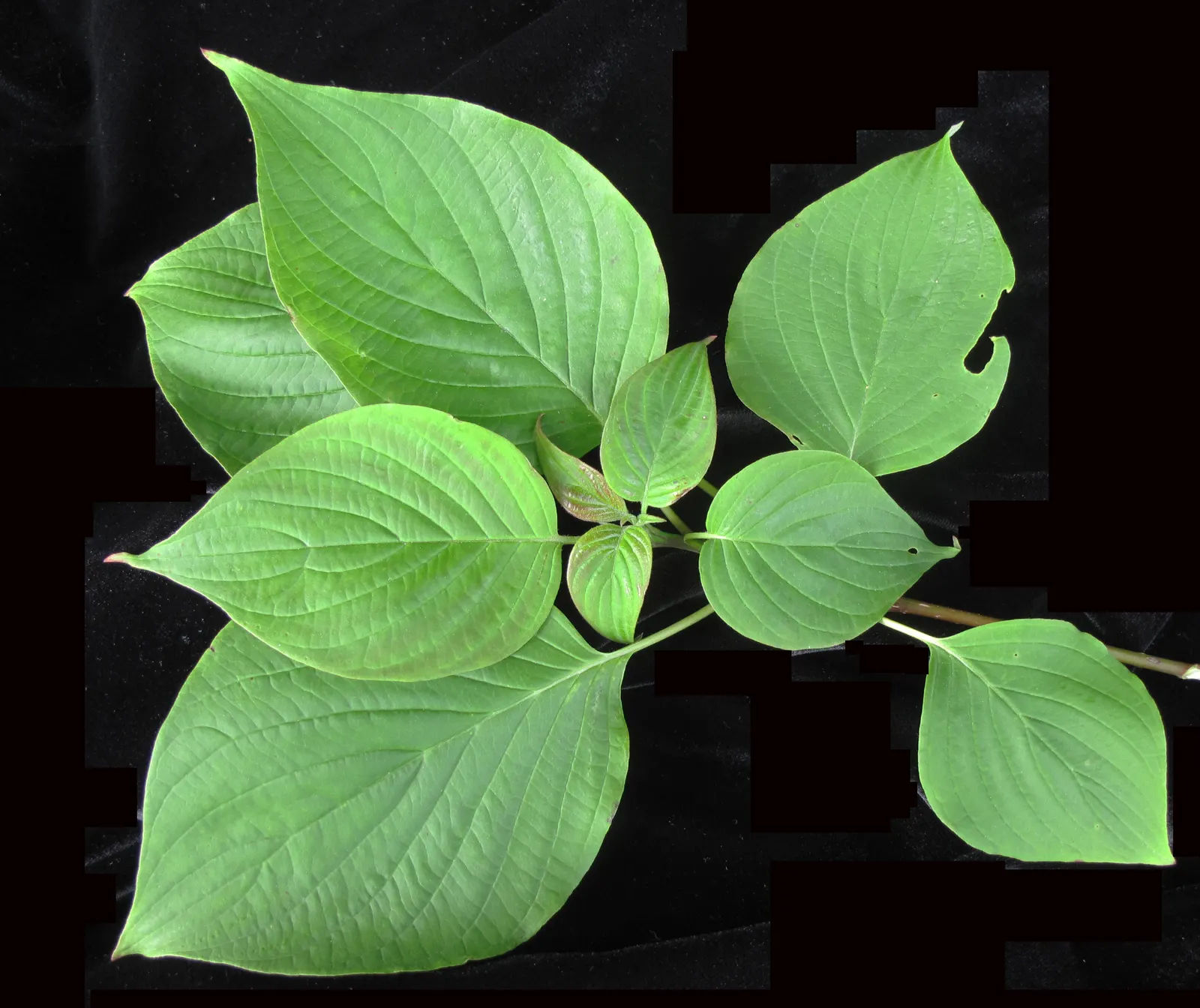 Pagoda Dogwood (Cornus Alternifolia) — which are a food source for birds and other wildlife; shrub / tree with white and yellow blooms