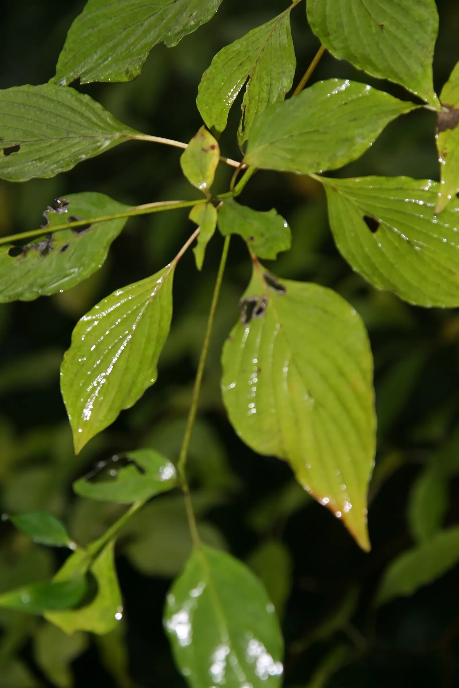 Pagoda Dogwood (Cornus Alternifolia) — This deciduous shrub/small tree matures to 15-25 feet high with a 20-32 foot spread; hardy in USDA zones 3-7, it adds a