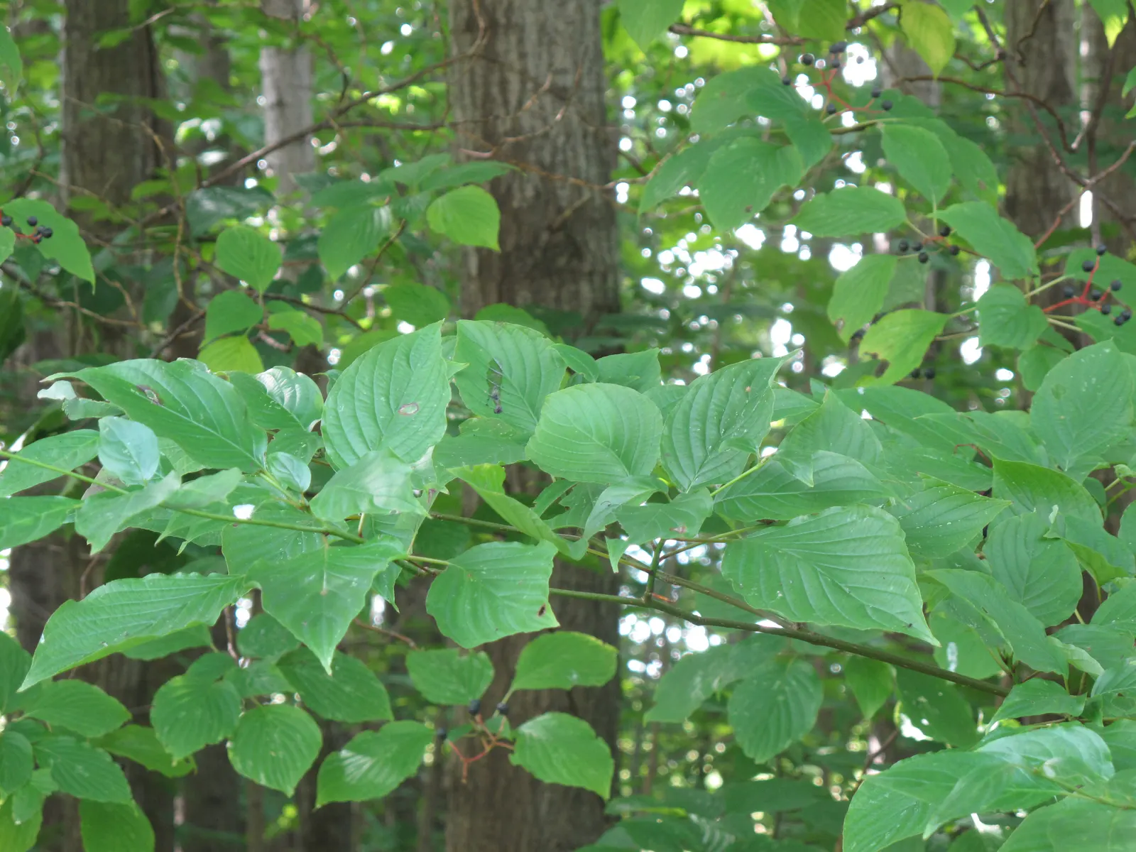 Pagoda Dogwood (Cornus Alternifolia) — with its best performance in well-drained
