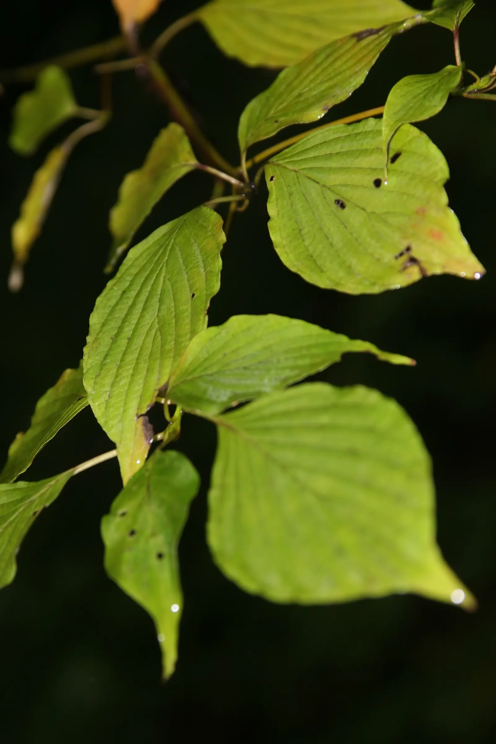 Pagoda Dogwood (Cornus Alternifolia) — with its best performance in well-drained; this deciduous shrub/small tree matures to 15-25 feet high with a 20-32 foot