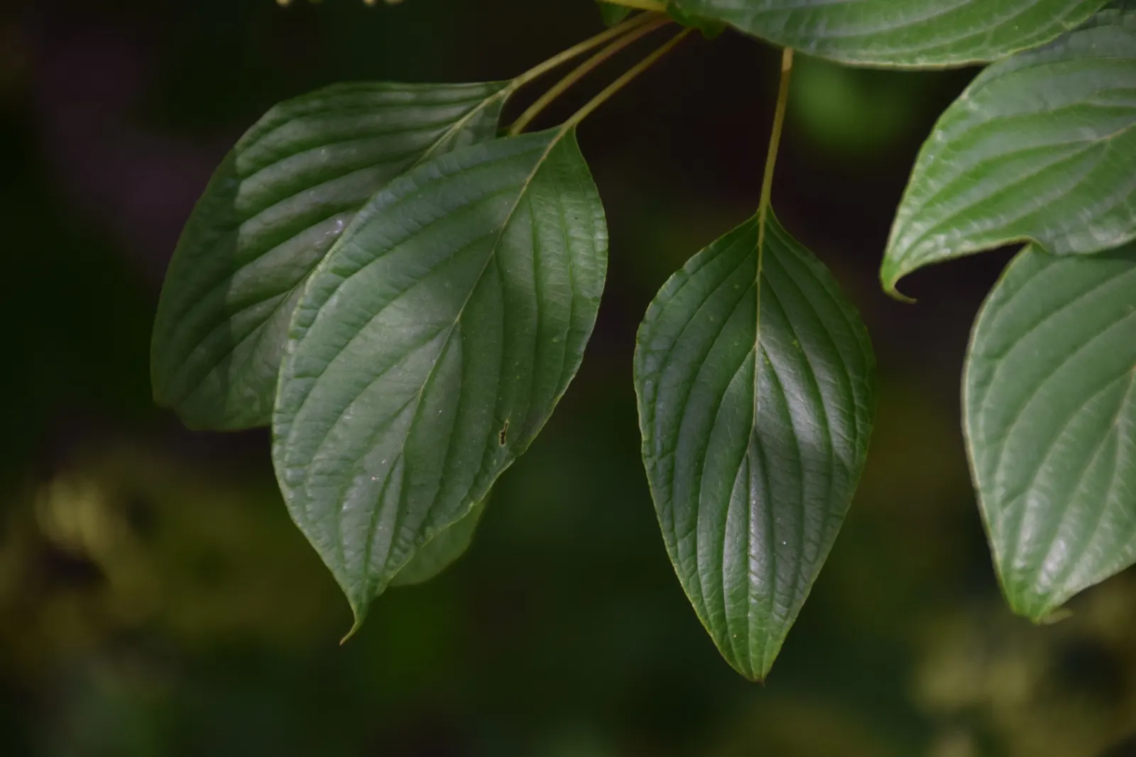 Pagoda Dogwood (Cornus Alternifolia) — the tree is adorned with fragrant