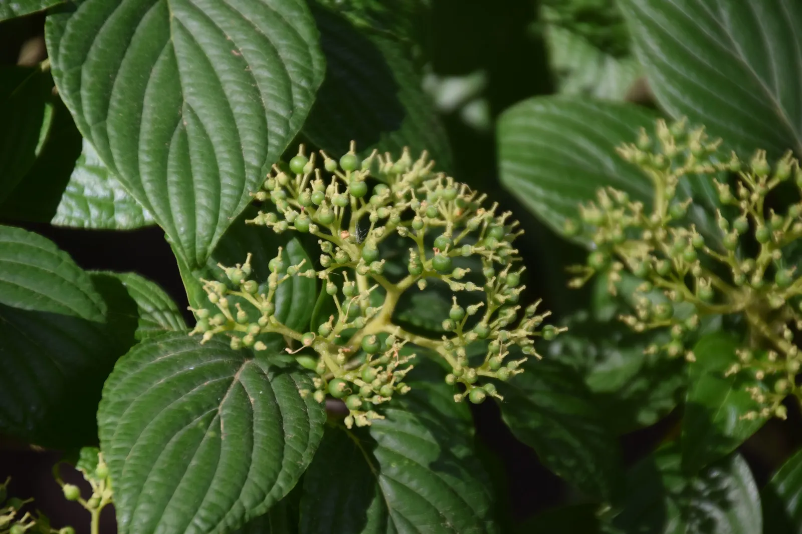 Pagoda Dogwood (Cornus Alternifolia) — white and yellow flowers in the garden