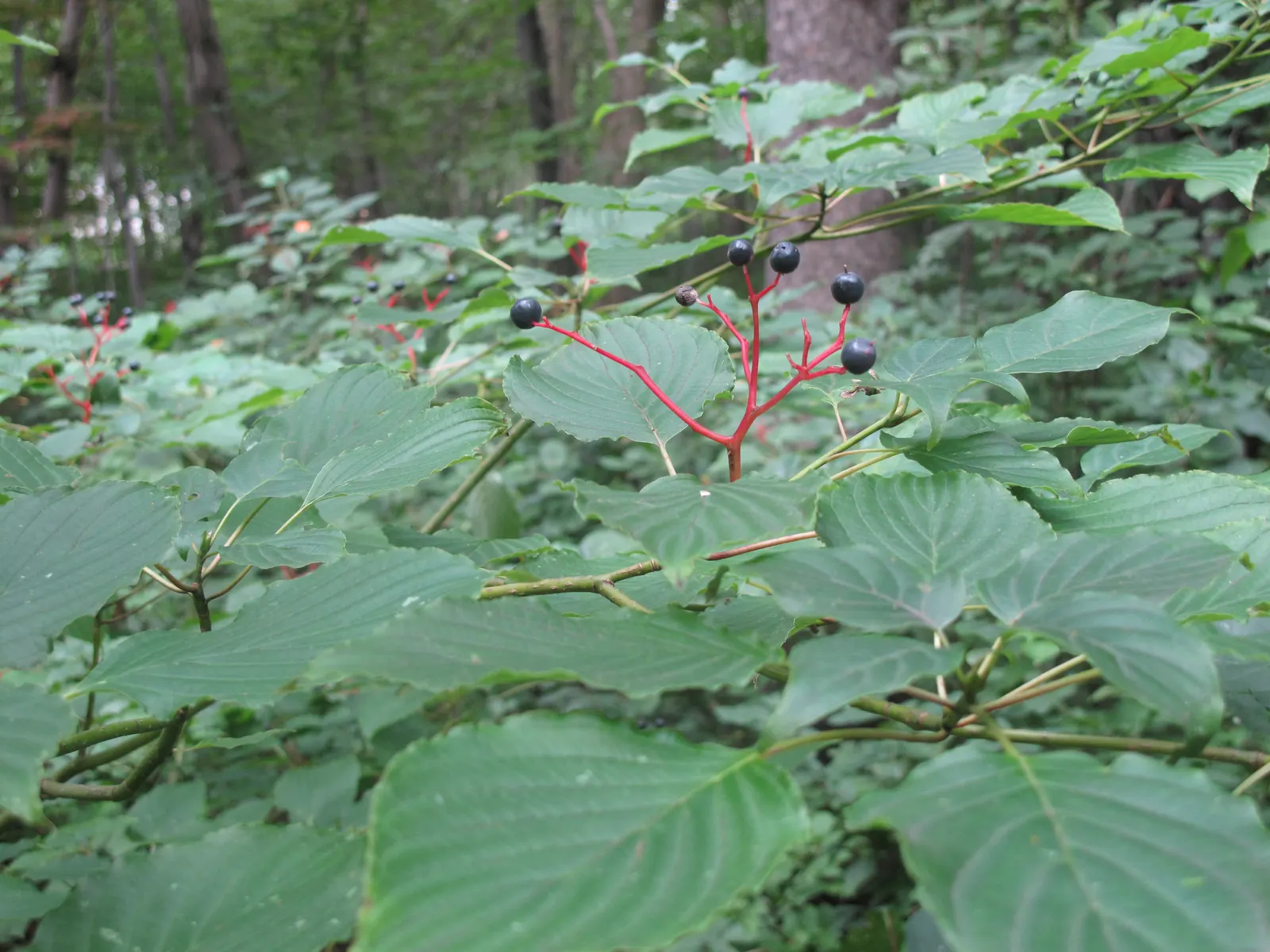 Pagoda Dogwood (Cornus Alternifolia) — It offers fragrant white flowers in late spring, followed by blue-black berries; organically-rich soils with, image 46