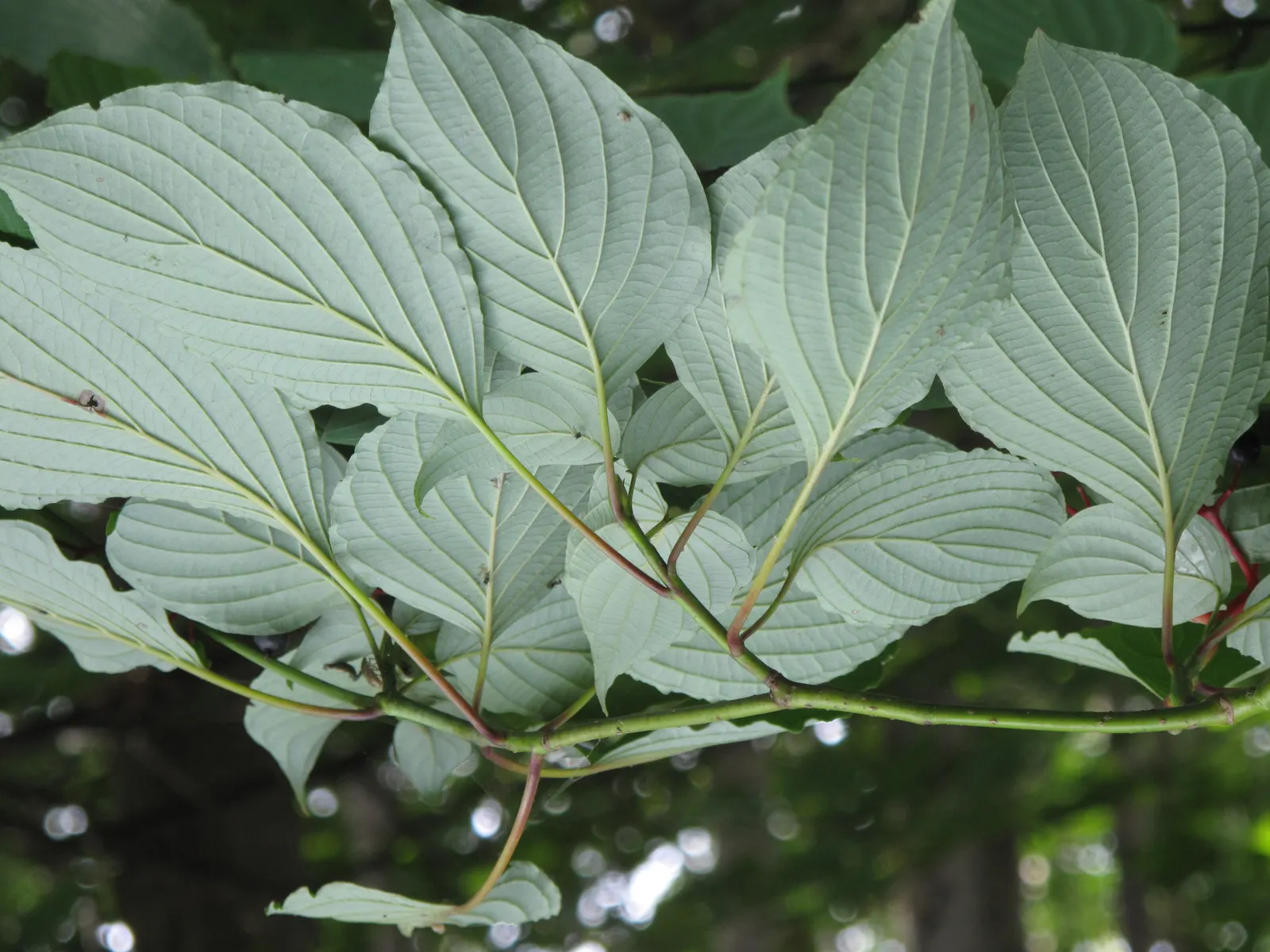 Pagoda Dogwood (Cornus Alternifolia) — the tree is adorned with fragrant; these blossoms give way to bluish-black berries in late summer