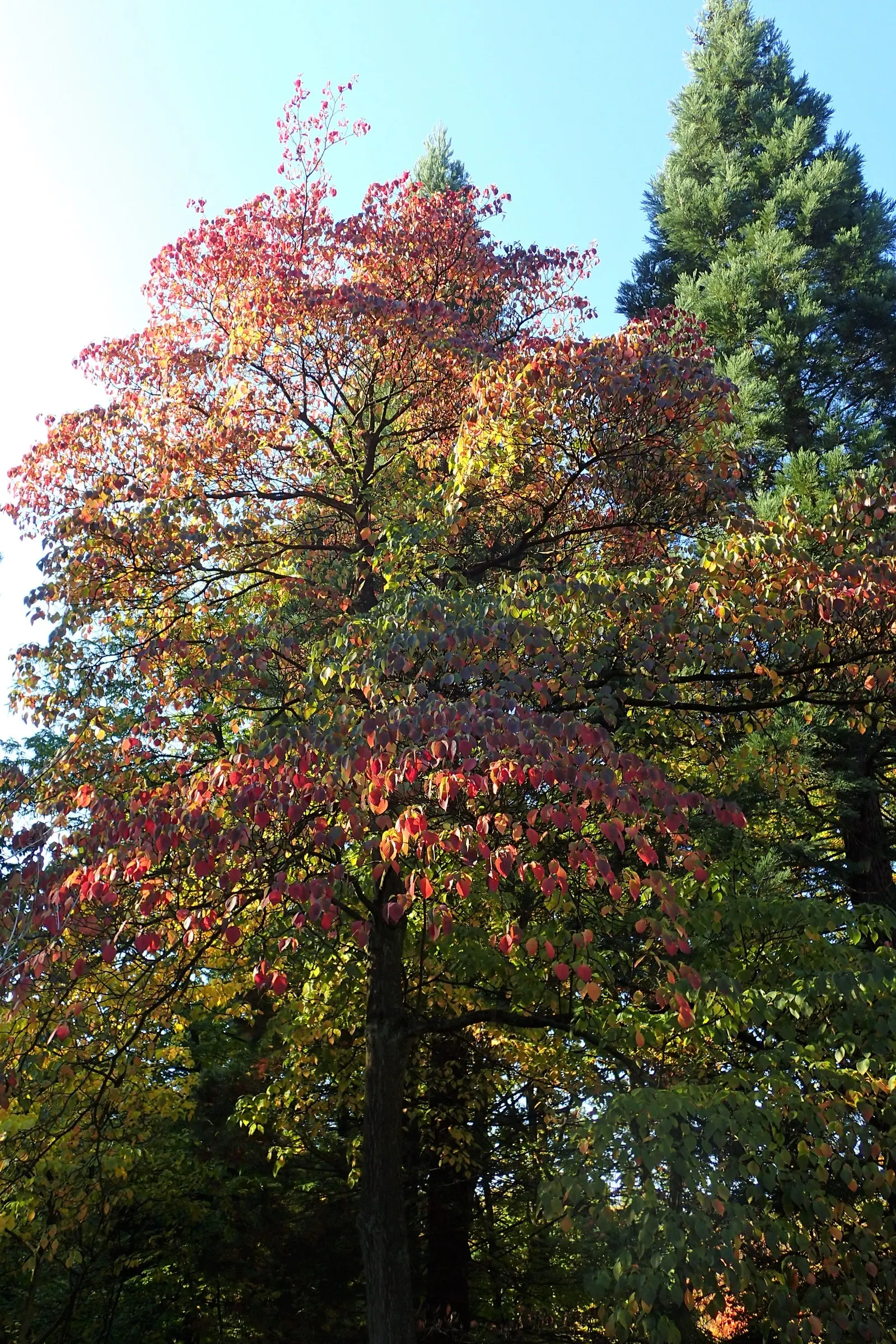 Pagoda Dogwood (Cornus Alternifolia) — the tree is adorned with fragrant; these blossoms give way to bluish-black berries in late summer, image 56