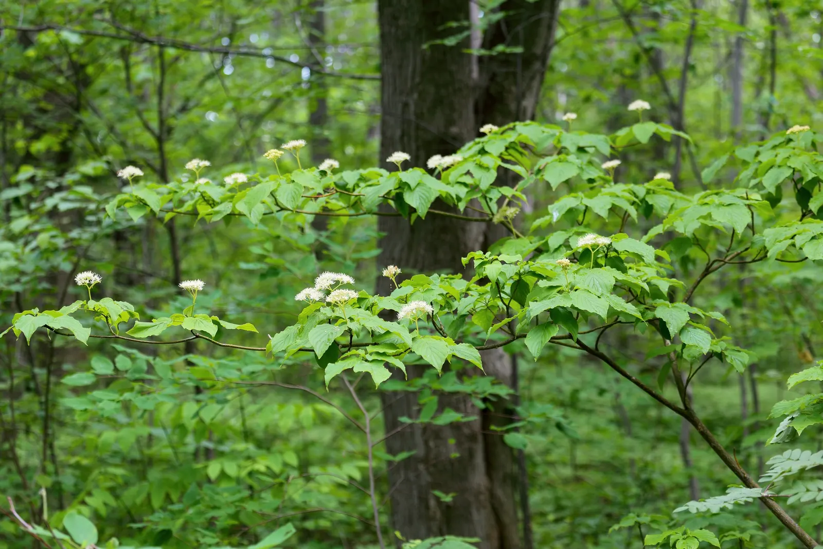 Pagoda Dogwood (Cornus Alternifolia) — Hardy in USDA zones 3-7, it adds a unique structure to woodland gardens or mixed borders; prefers partial, image 70