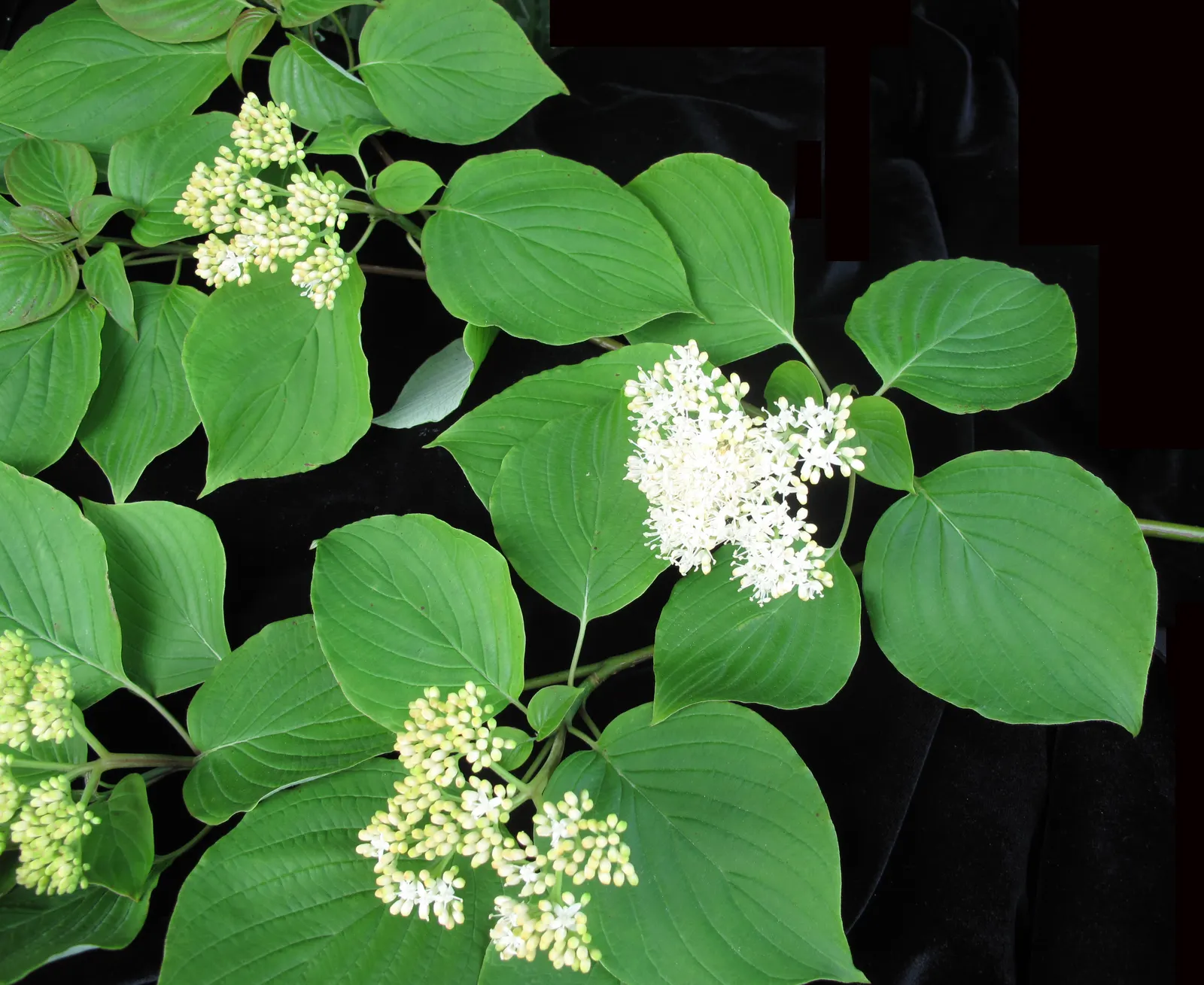 Pagoda Dogwood (Cornus Alternifolia) — Hardy in USDA zones 3-7, it adds a unique structure to woodland gardens or mixed borders
