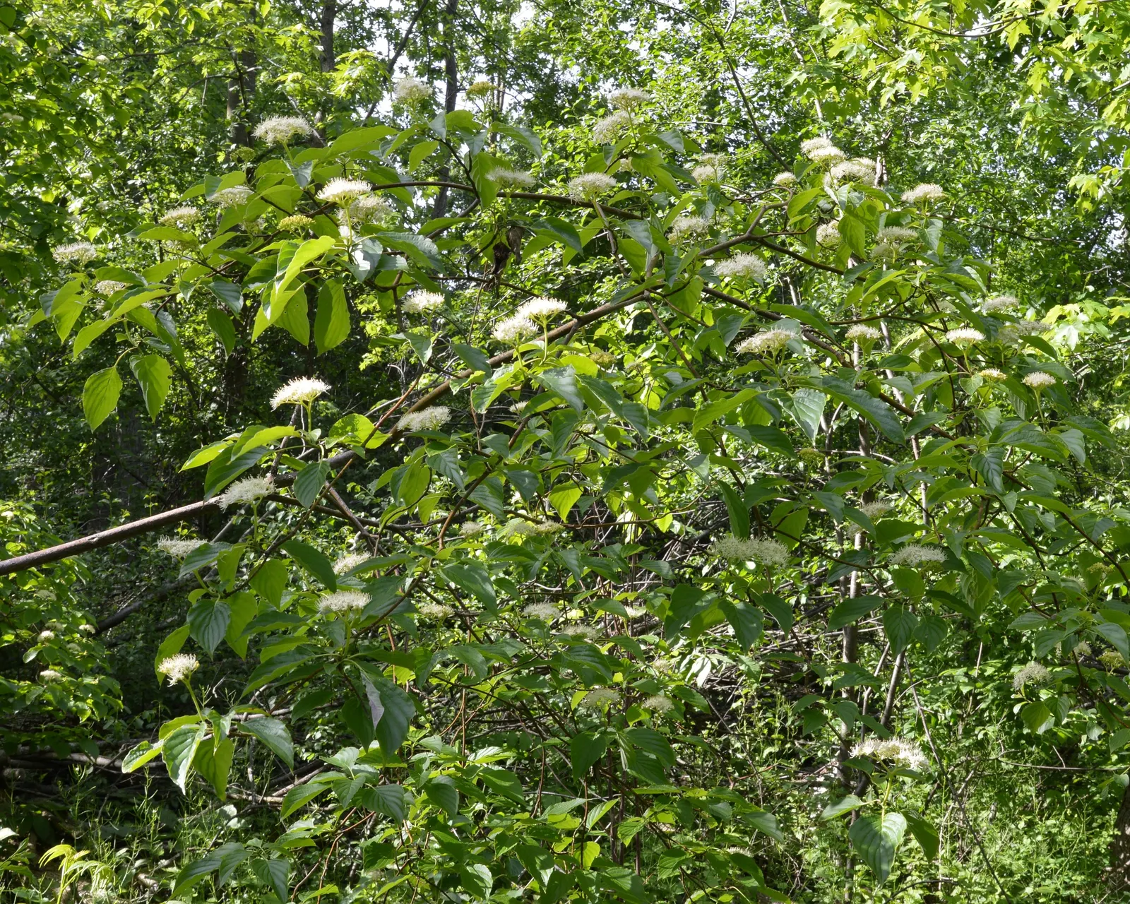 Pagoda Dogwood (Cornus Alternifolia) — which can span up to 3 inches across; renowned for its distinctive horizontal branching pattern that gives rise to its