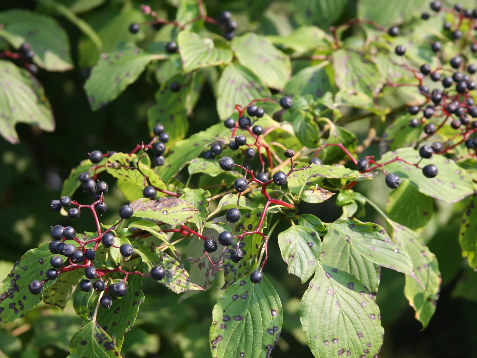 Pagoda Dogwood (Cornus Alternifolia) — This deciduous shrub/small tree matures to 15-25 feet high with a 20-32 foot spread; hardy in USDA zones, image 67