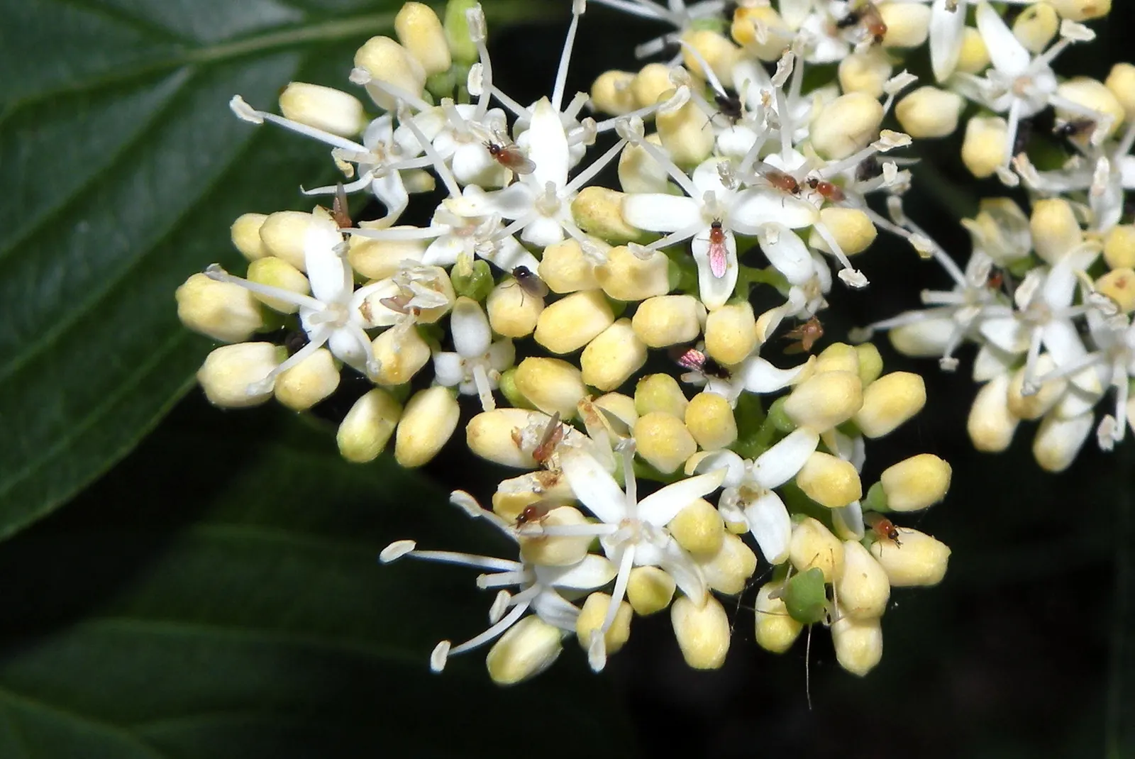 Pagoda Dogwood (Cornus Alternifolia) — its elegant structure and seasonal transitions make it an ideal focal point or a naturalistic border plant; white and