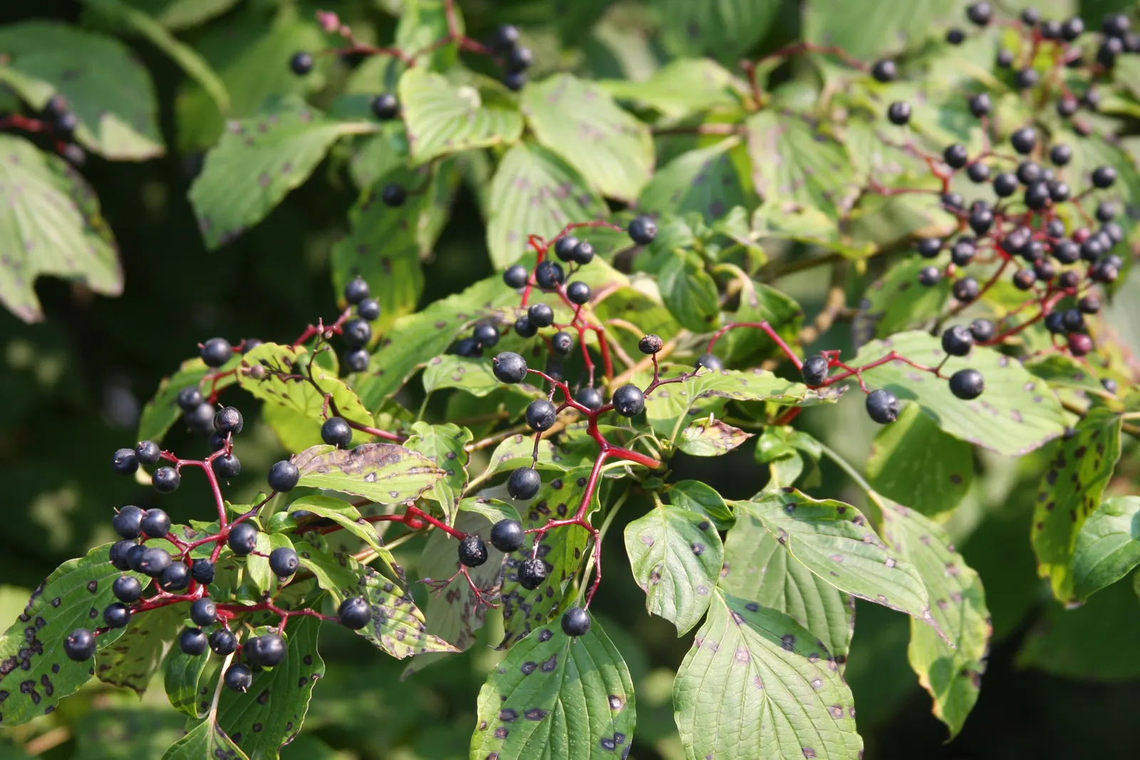 Pagoda Dogwood (Cornus Alternifolia) — white and yellow flowers in the garden; scientifically named Cornus alternifolia, image 64