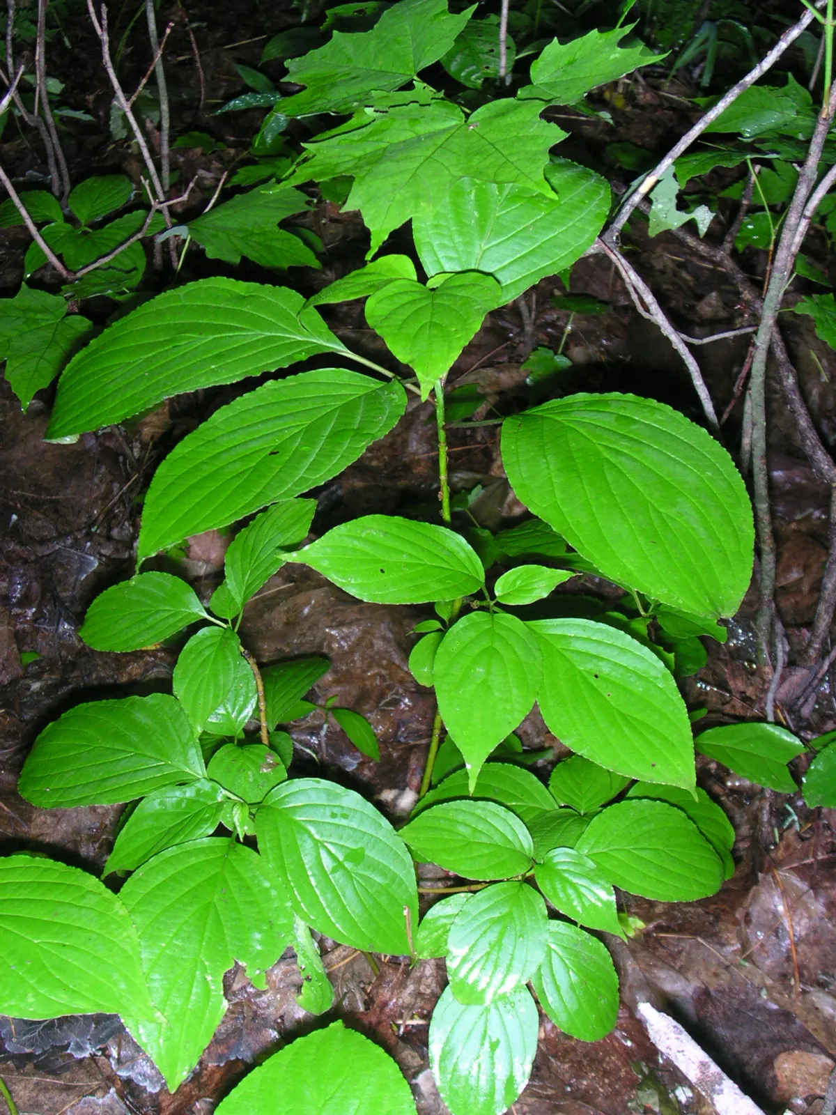 Pagoda Dogwood (Cornus Alternifolia) — small creamy-white flowers arranged in showy; shrub / tree for full or half, image 57