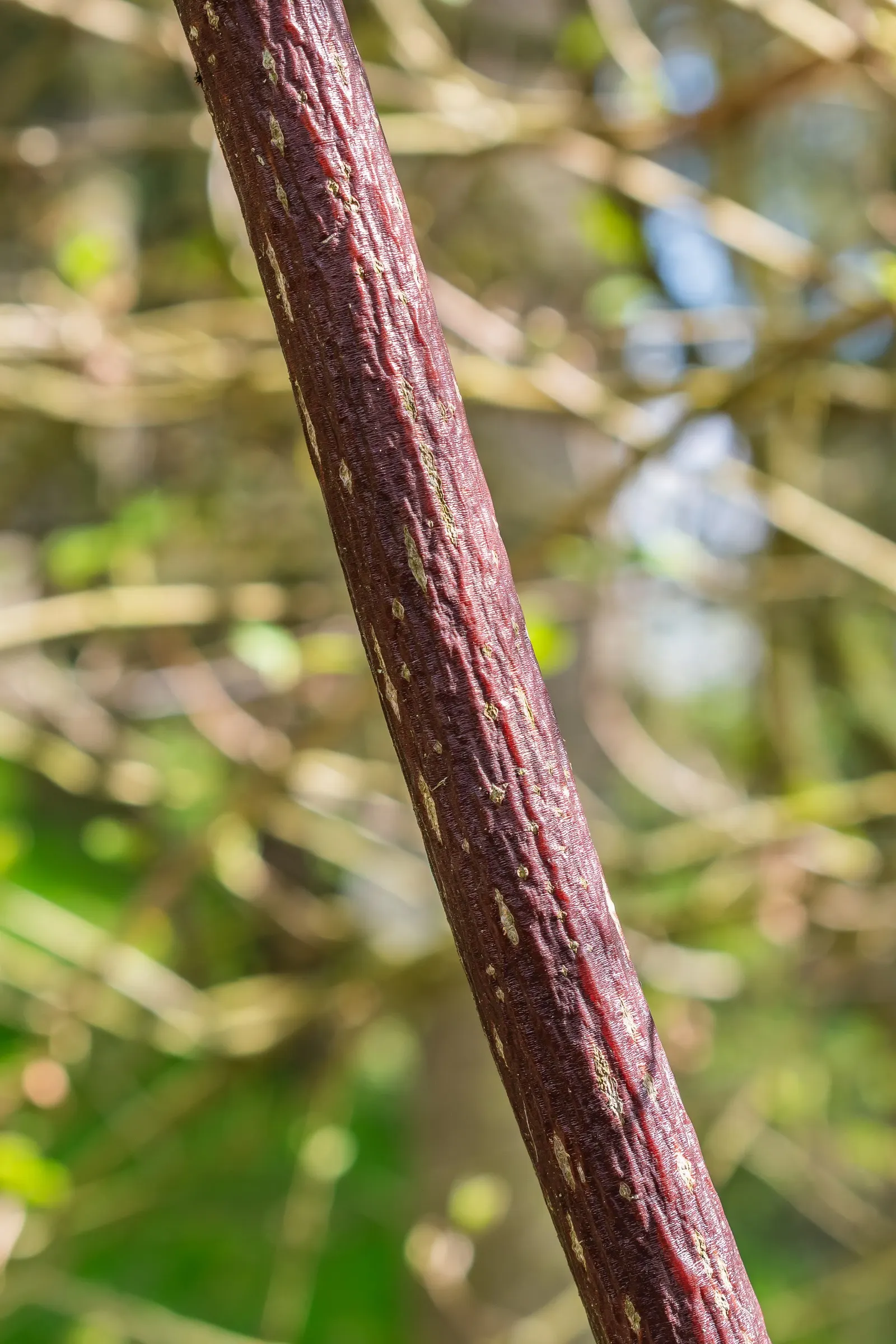 Pagoda Dogwood (Cornus Alternifolia) — renowned for its distinctive horizontal branching pattern that gives rise to its common name