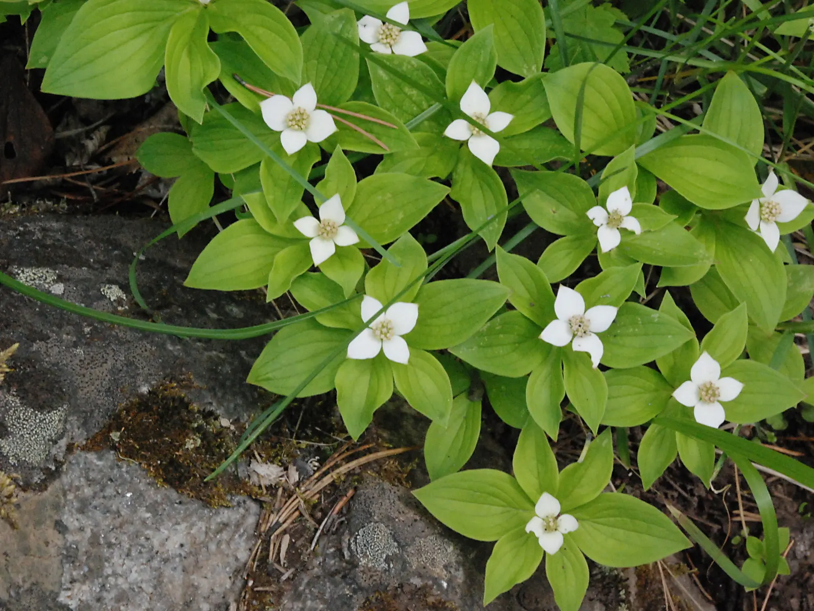 Pagoda Dogwood (Cornus Alternifolia) — its elegant structure and seasonal transitions make it an ideal focal point or a naturalistic border plant