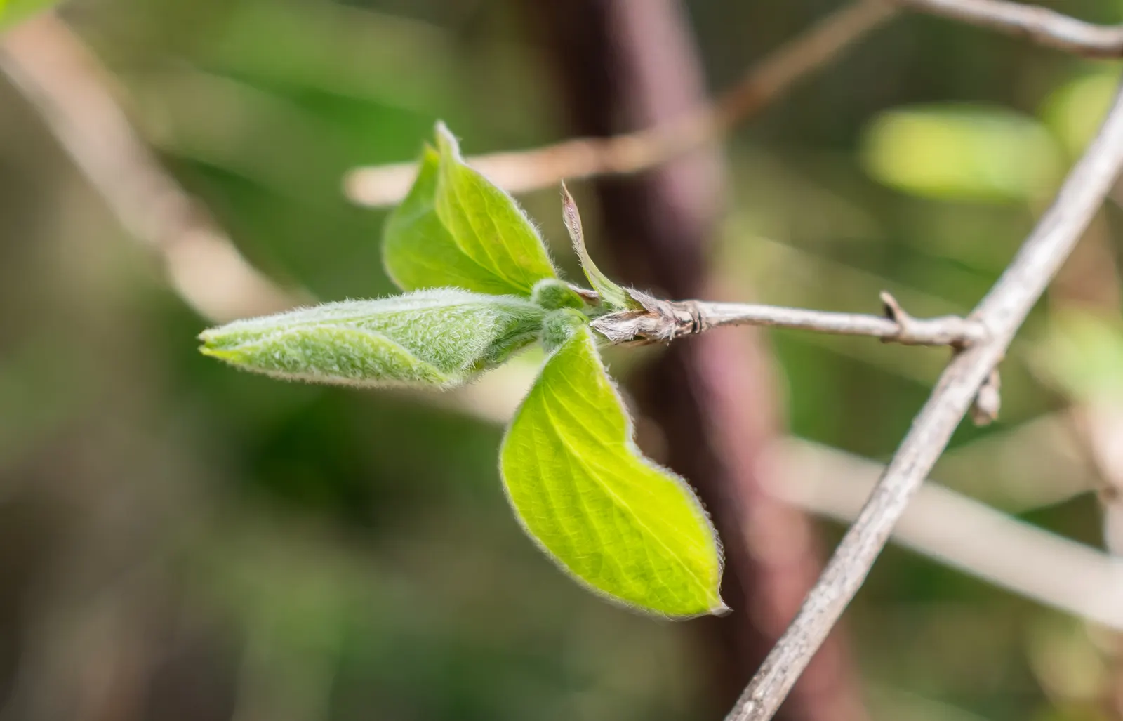 Pagoda Dogwood (Cornus Alternifolia) — This deciduous shrub/small tree matures to 15-25 feet high with a 20-32 foot spread