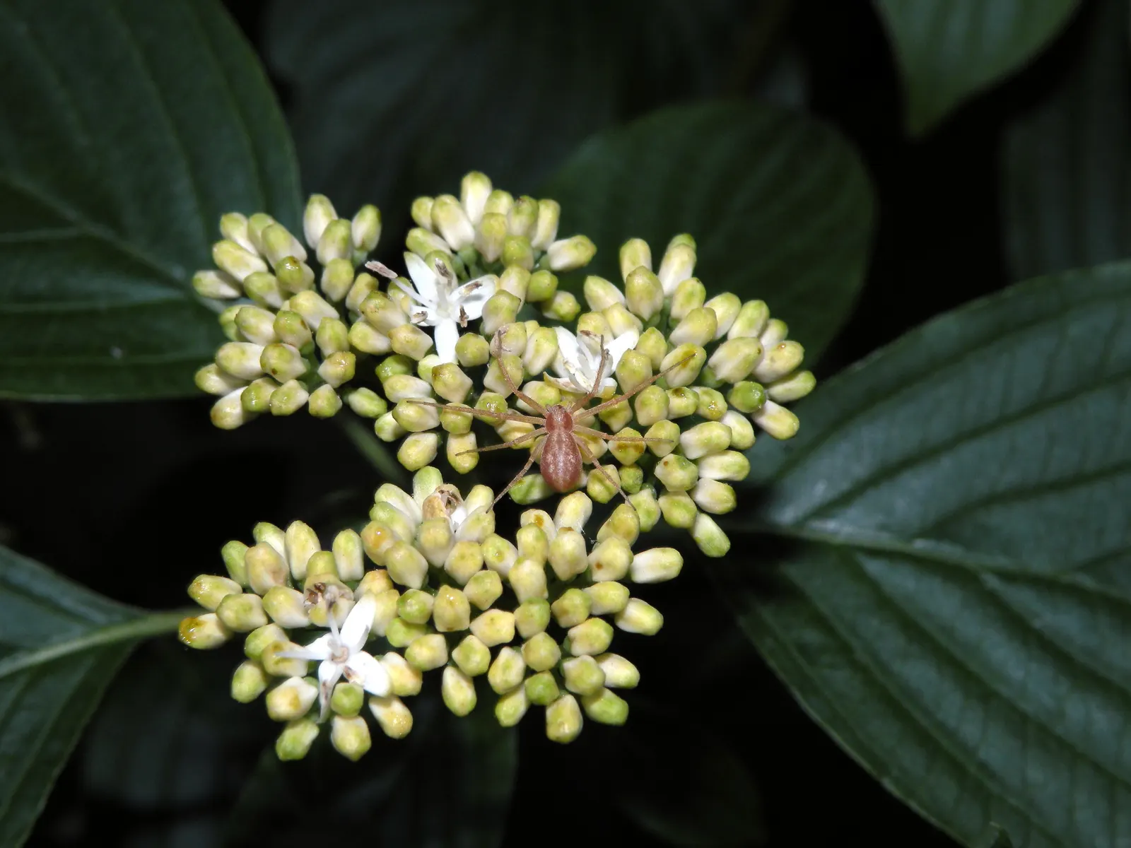 Pagoda Dogwood (Cornus Alternifolia) — shrub / tree with white and yellow blooms; the tree is adorned with fragrant