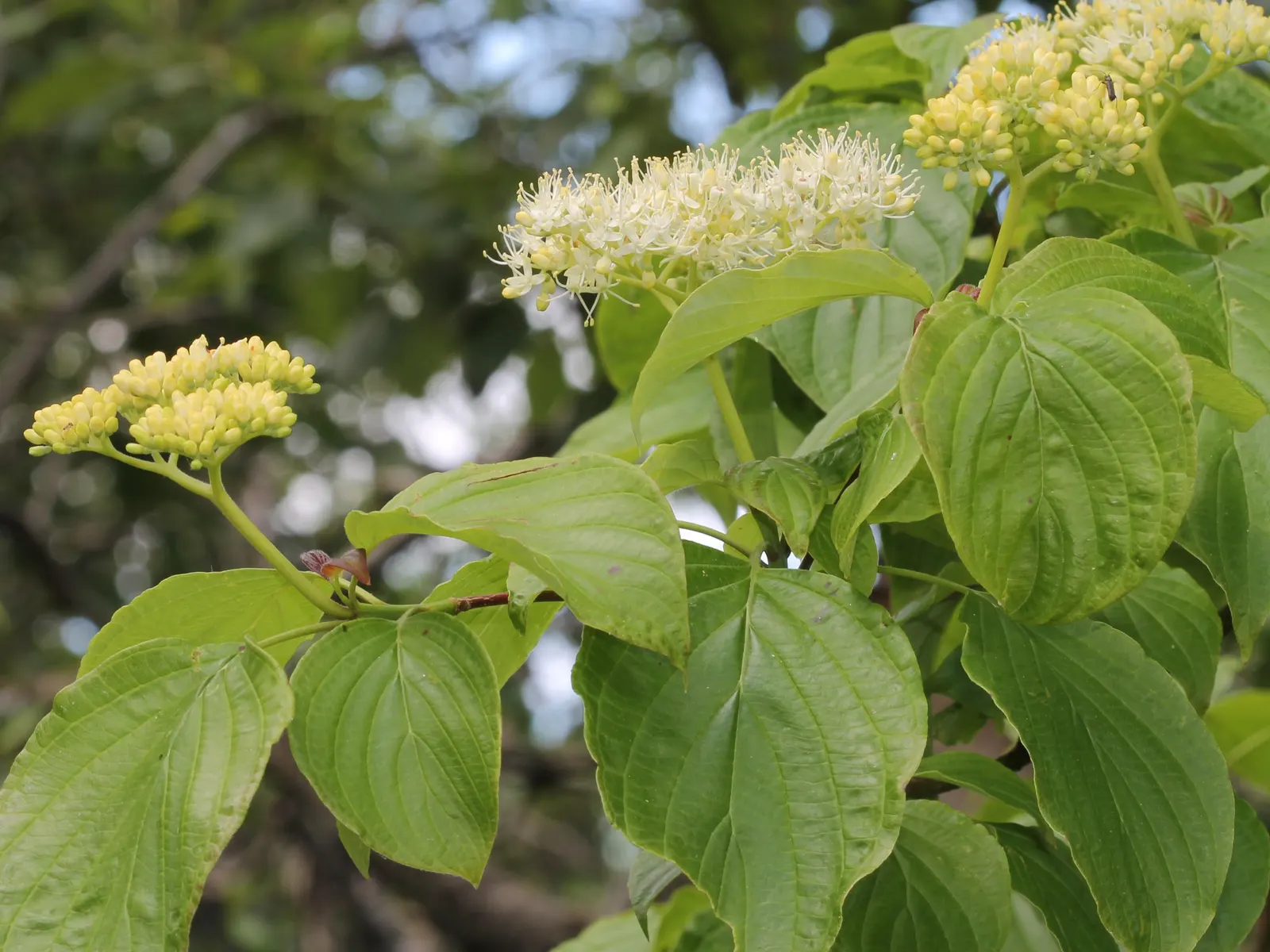 Pagoda Dogwood (Cornus Alternifolia) — which can span up to 3 inches across; renowned for its distinctive horizontal branching pattern that gives, image 58