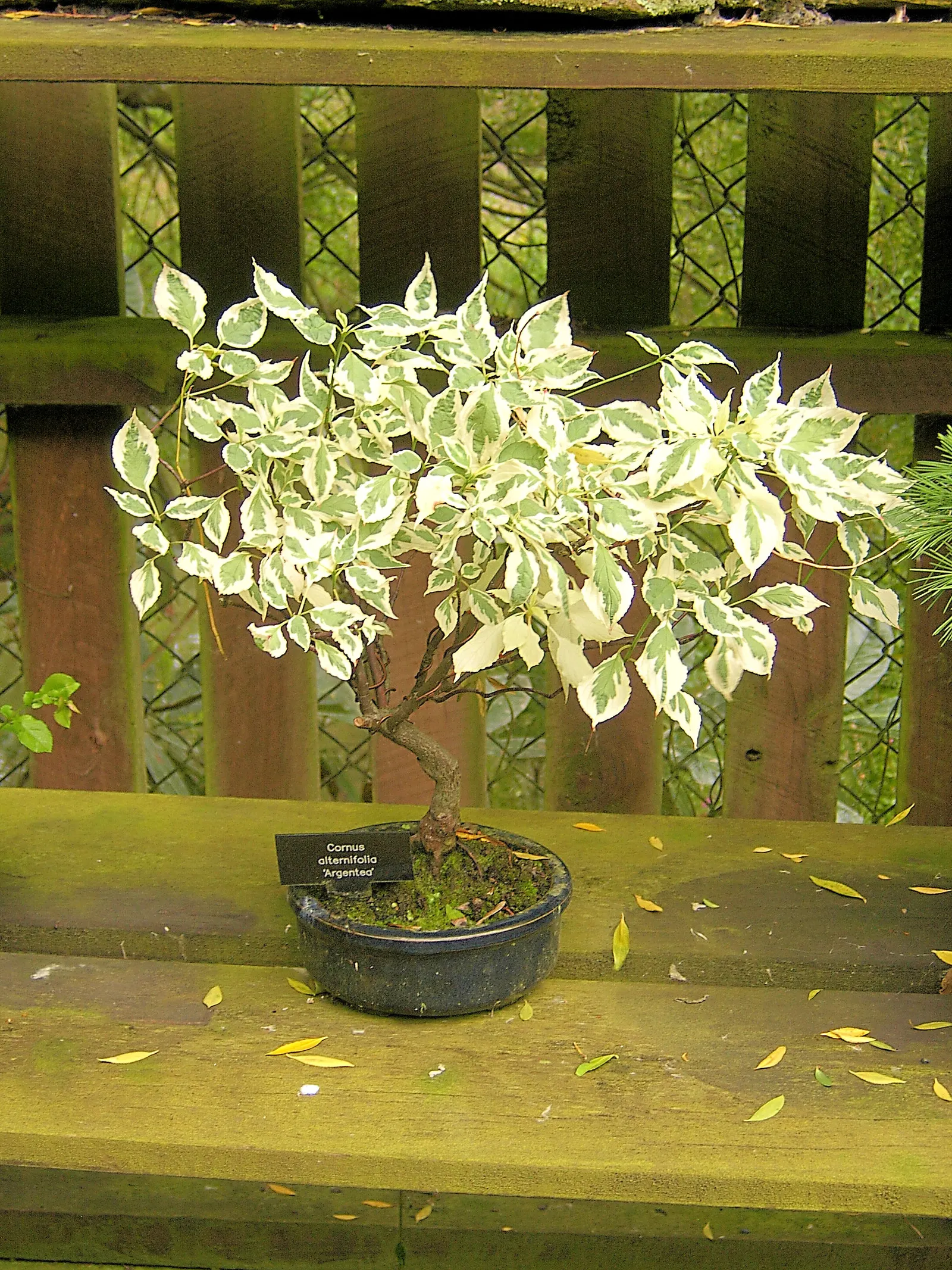 Pagoda Dogwood (Cornus Alternifolia) — small creamy-white flowers arranged in showy