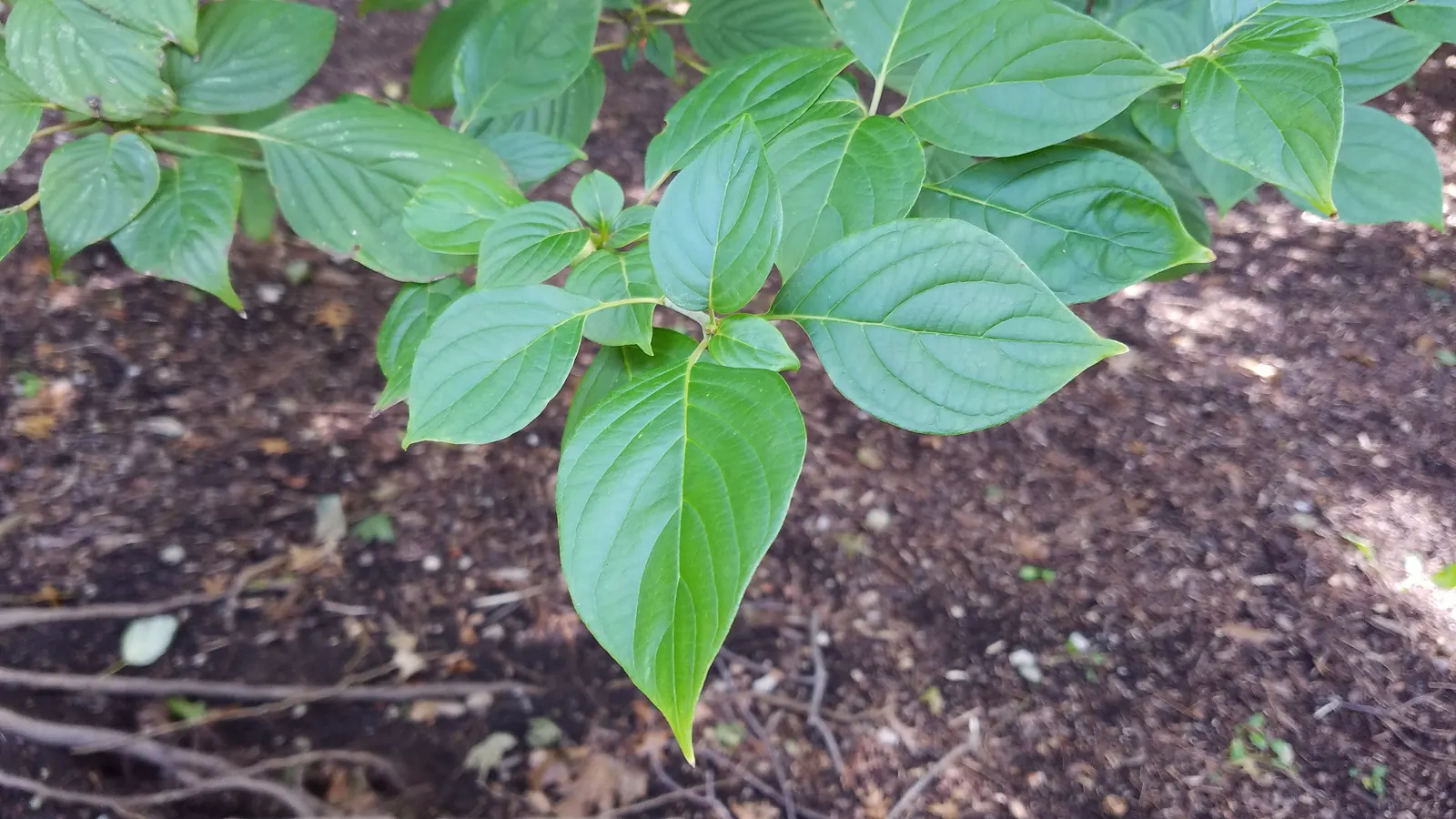 Pagoda Dogwood (Cornus Alternifolia) — providing year-round interest.<br><br>When integrating Cornus alternifolia into a landscape design
